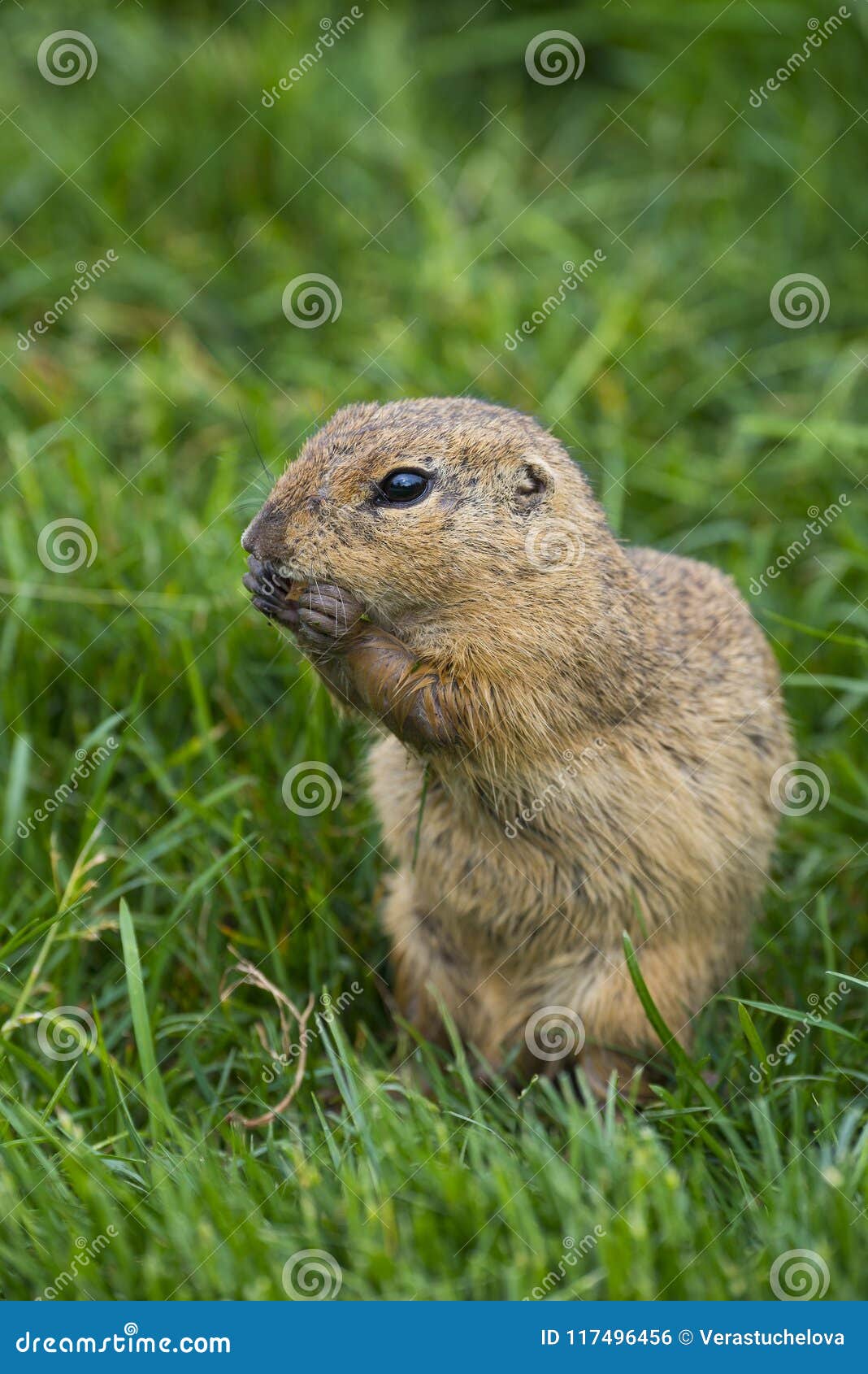 Ground Squirrels Spermophilus Citellus Stock Photo Image of herbivore