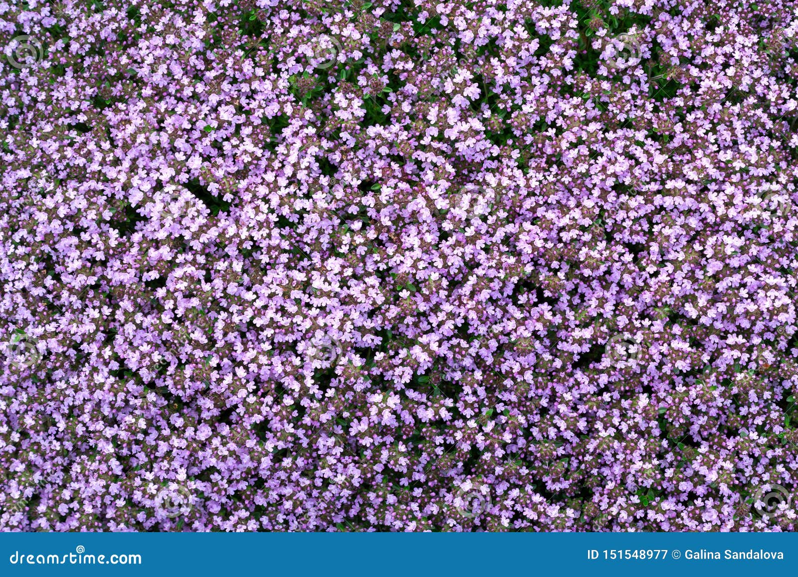 thyme ground cover high altitude purple flowers pinterest thyme ground cover high altitude purple flowers pinterest