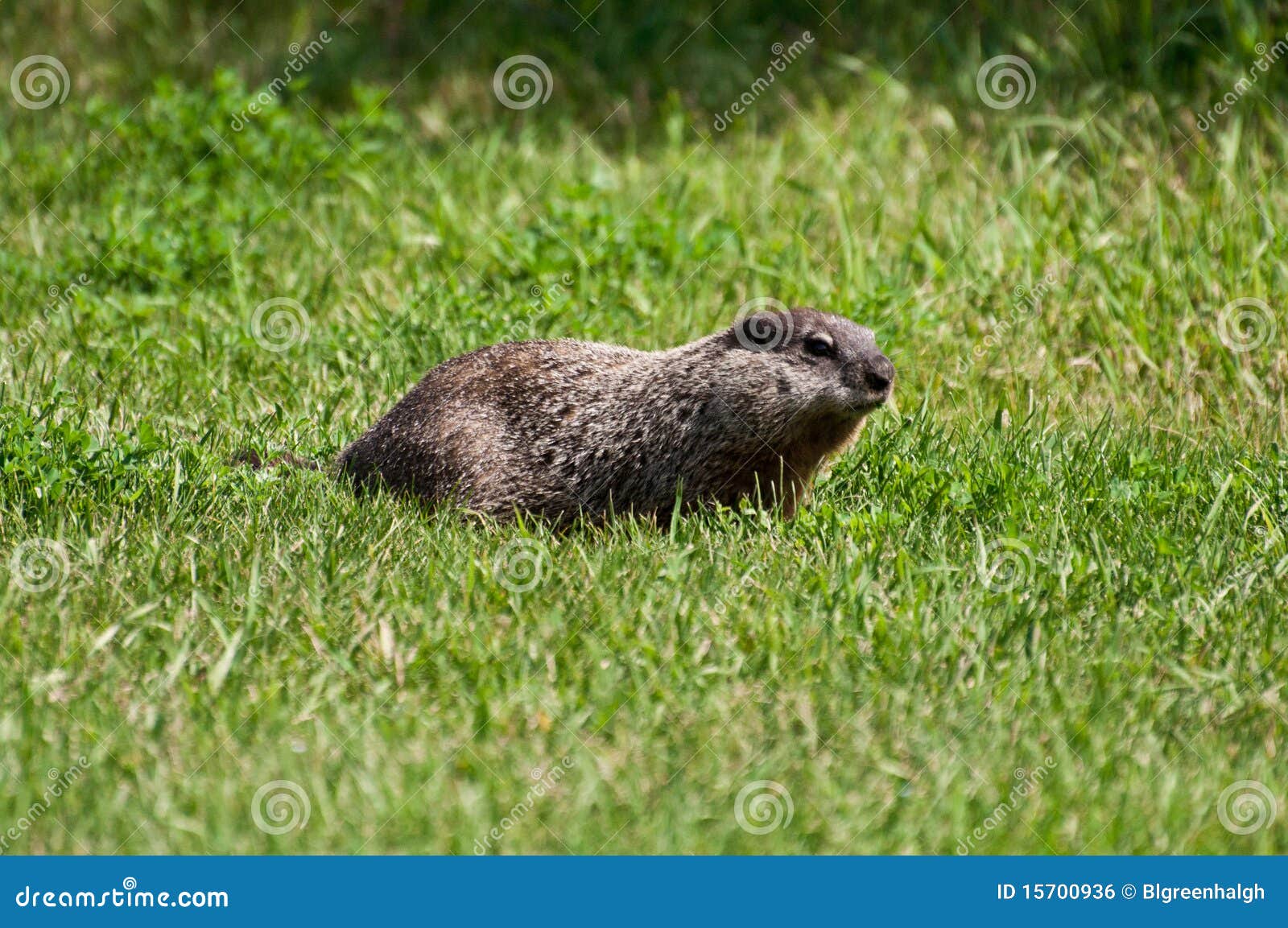 Groundhog stock photo. Image of grass, rodent, beaver 15700936