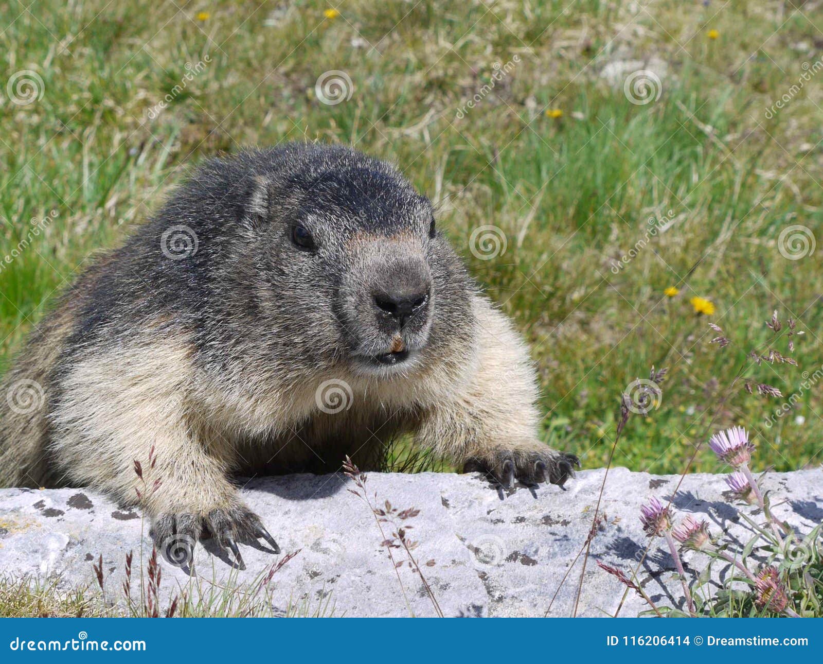 Groundhog in the French Alps Stock Photo - Image of mont, enjoying: 116206414 Groundhog in the French Alps Stock Photo - Image of mont, enjoying: 116206414