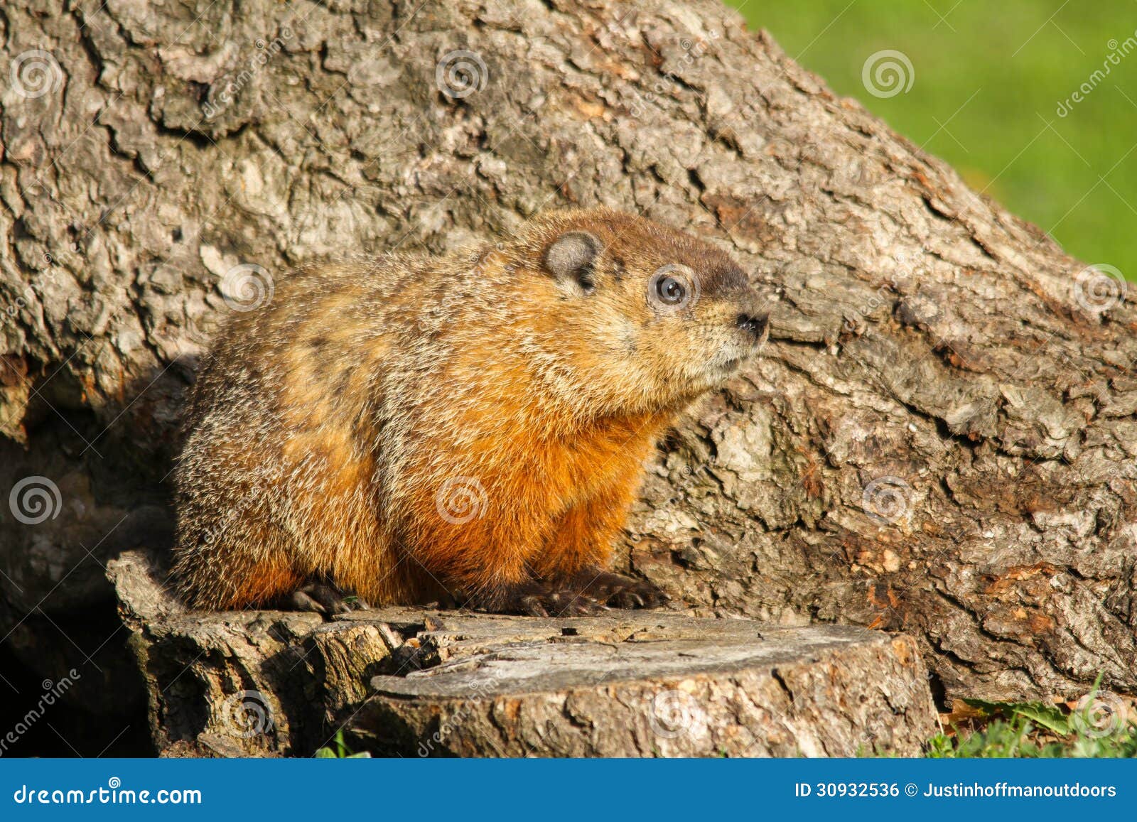 groundhog sitting on tree stump