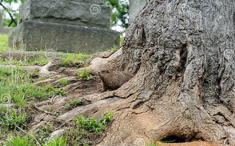 Groundhogs Live Under the Tree in Famous River Cemetery in Asheville