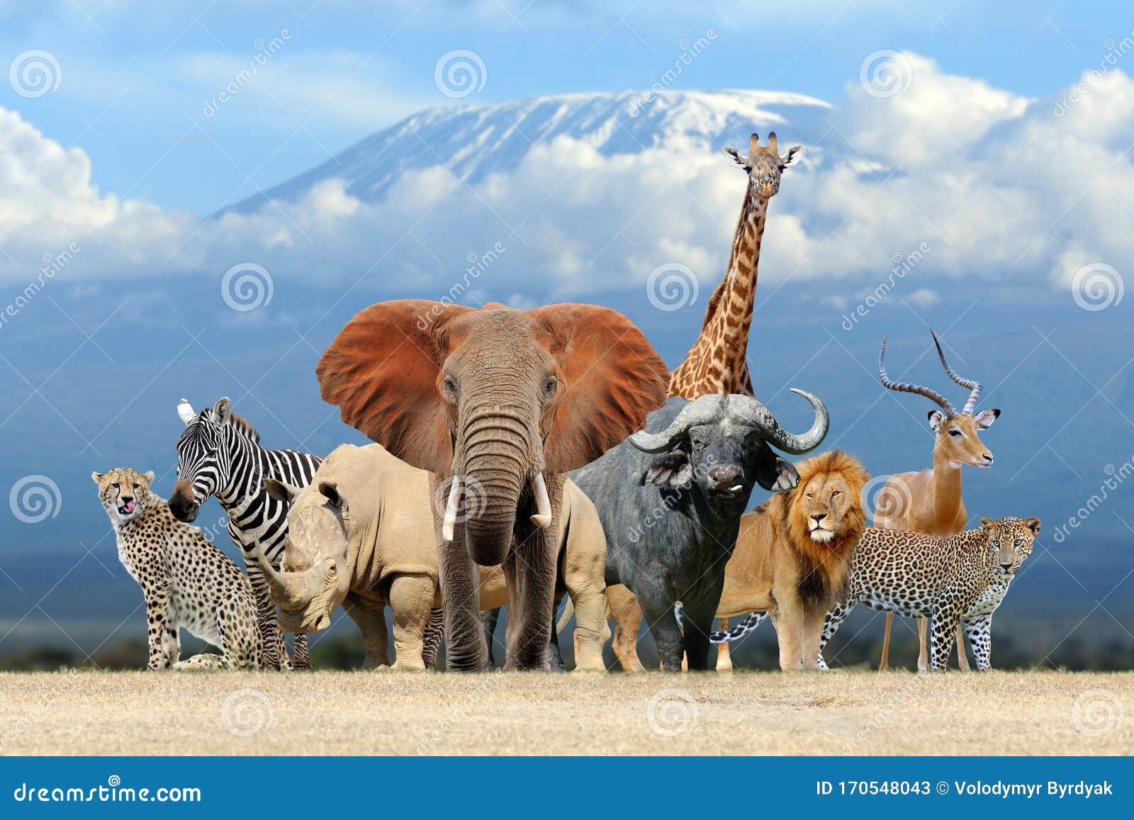 Group of African Safari Animals Together Stock Image - Image of bird, card:  170548043
