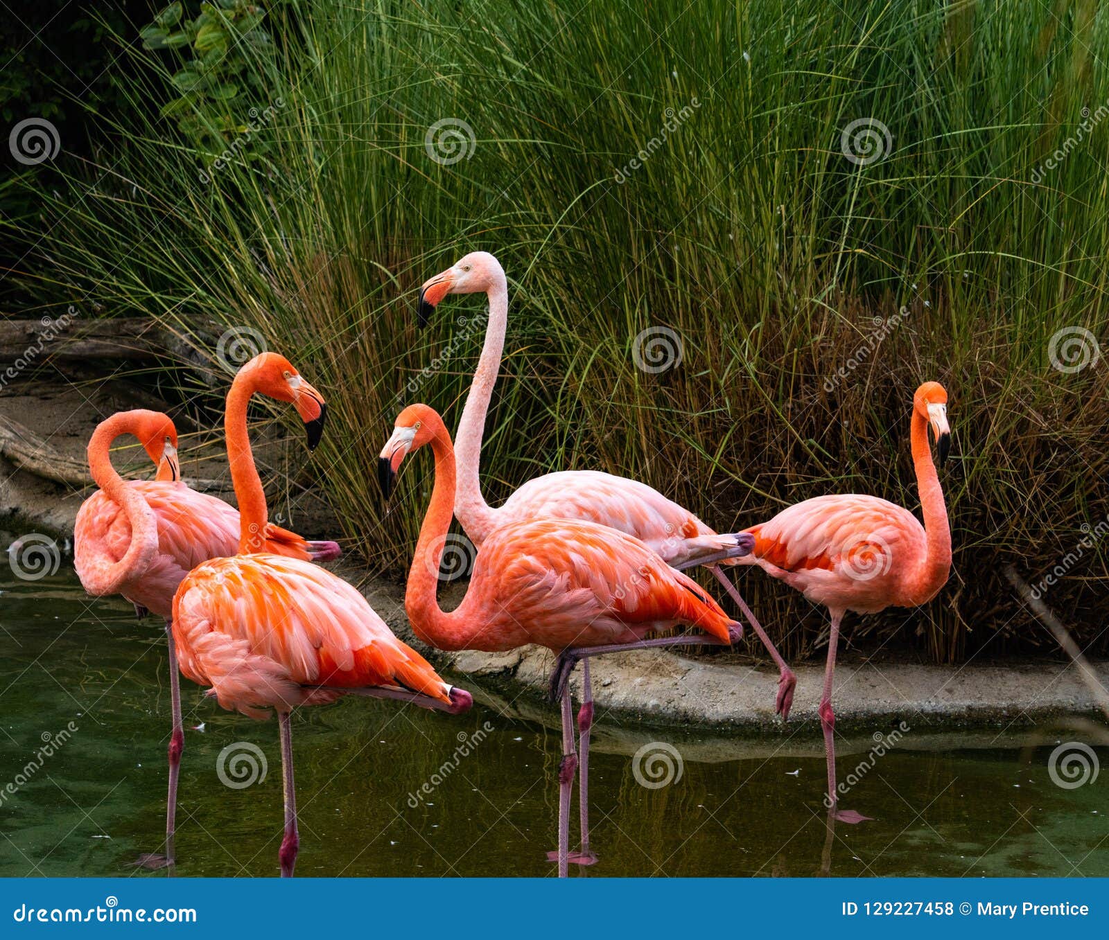 All 30+ Stock Images do flamingos bury their heads in the sand Updated All 30+ Stock Images do flamingos bury their heads in the sand Updated