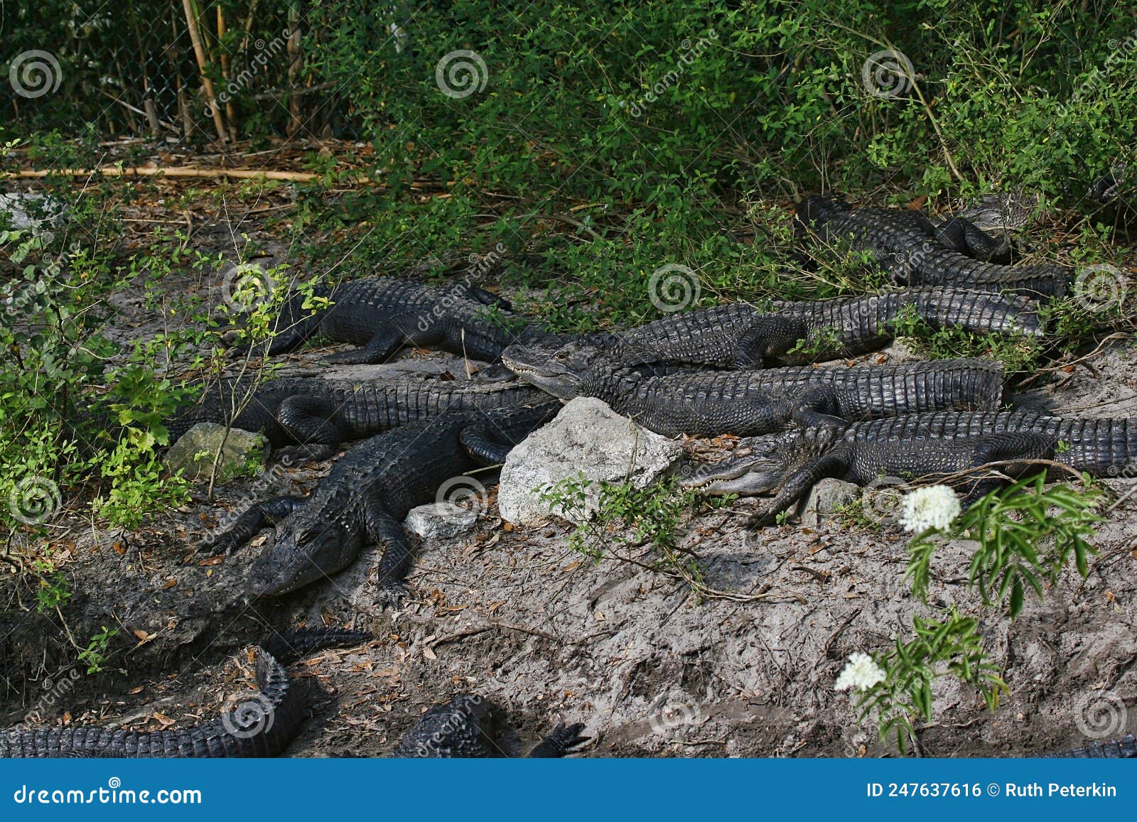 Group of Alligators in Northern Florida Stock Photo Image of
