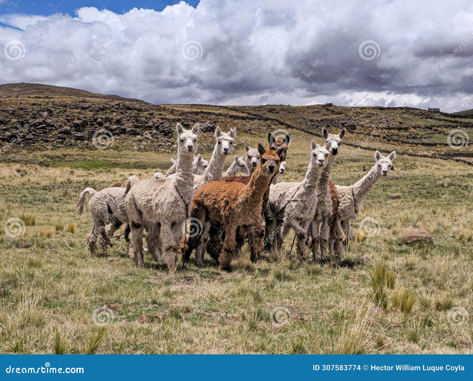 group of alpacas on the farm, posing for the camera