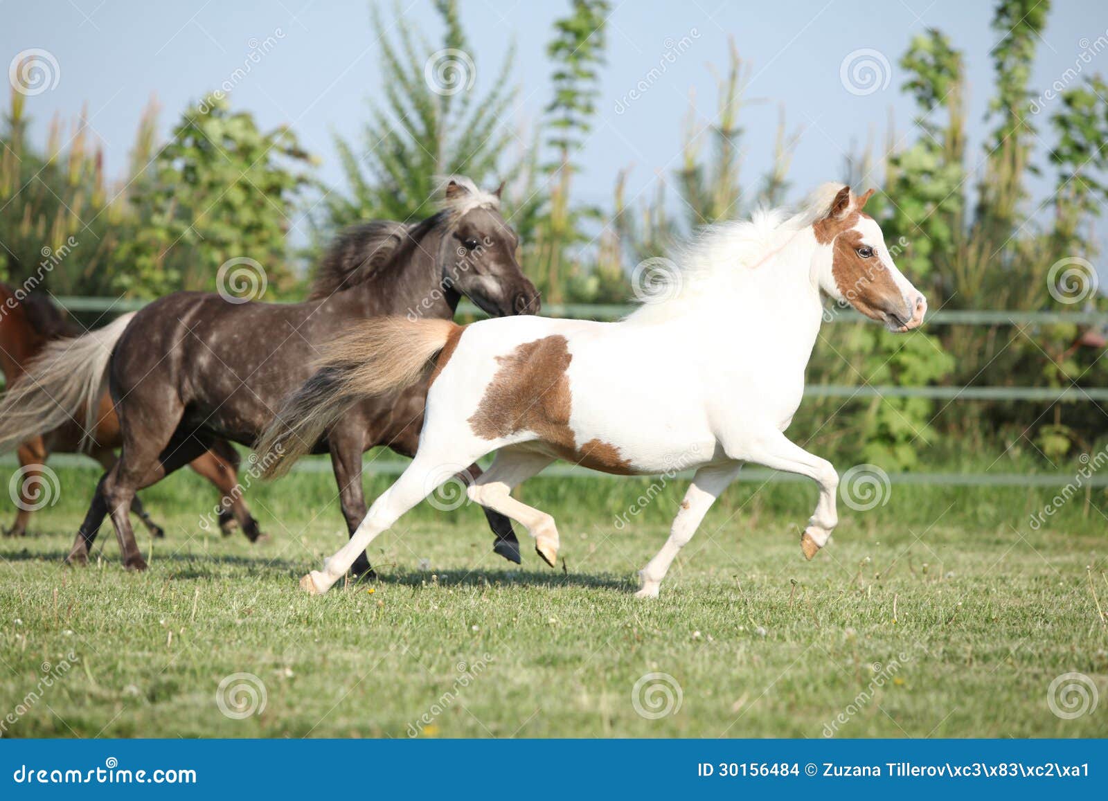 Group of American Miniature Horses Running Stock Photo Image of trot