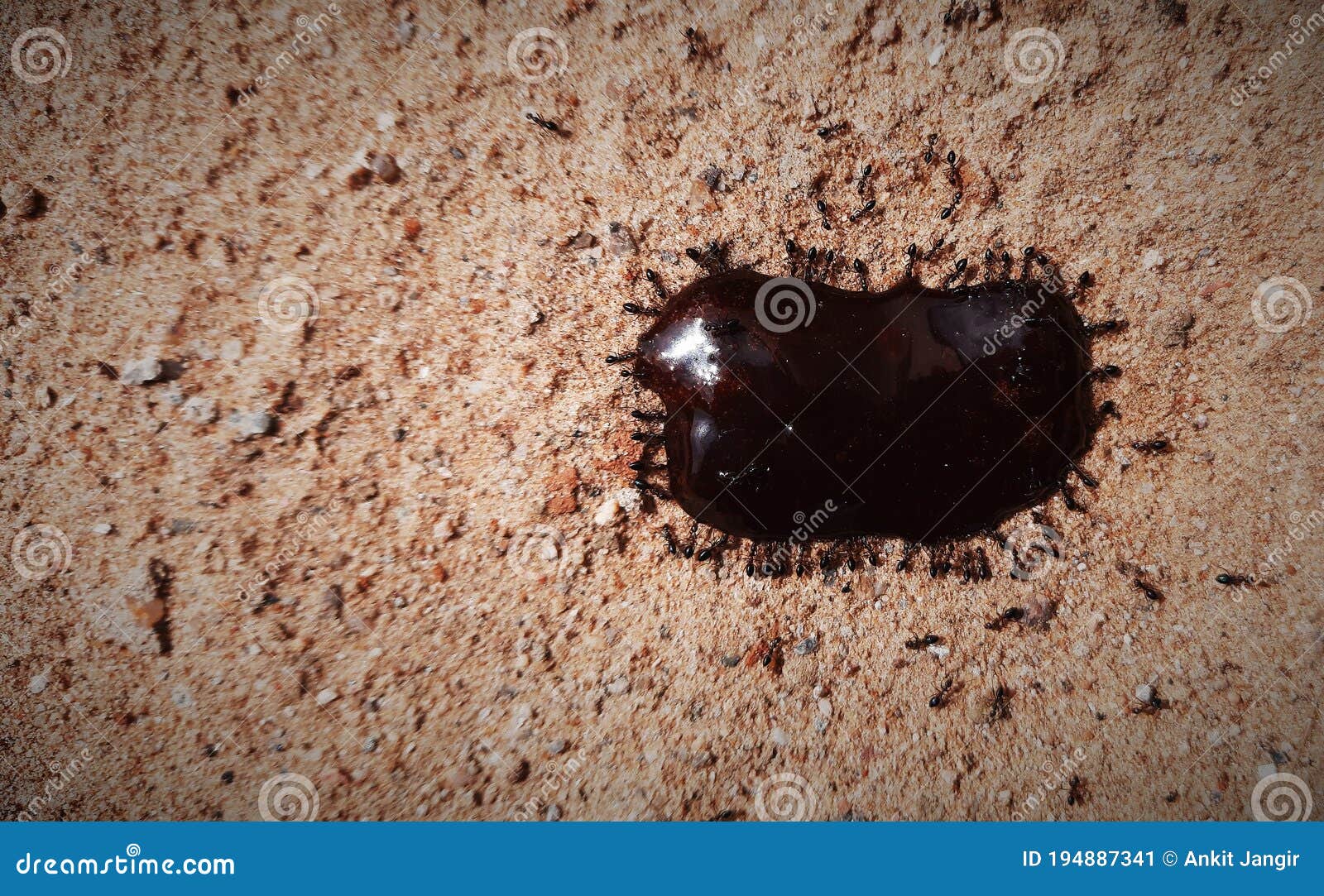 Group of Ants Eating Chocolate in Sand Teamwork Concept with Selective