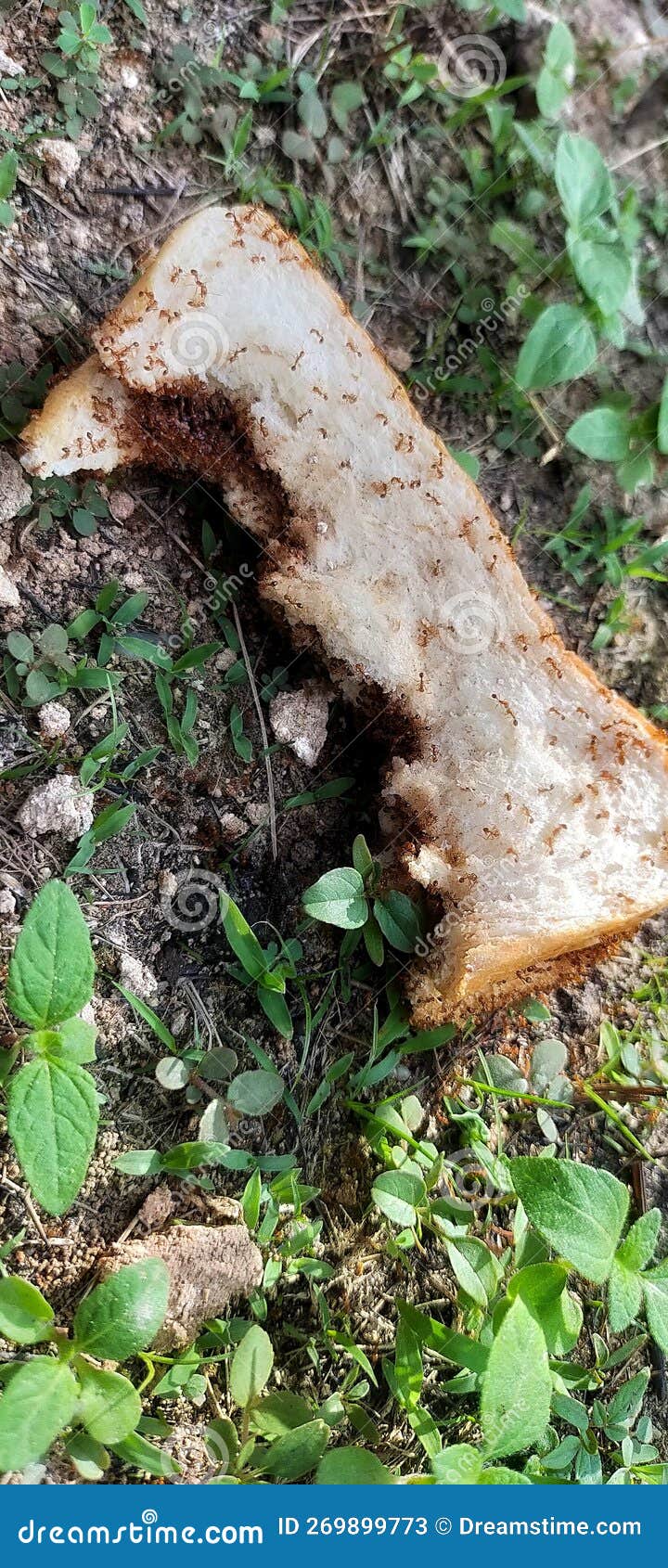 A Group of Ants Eating a Chocolate Sandwich Stock Image Image of