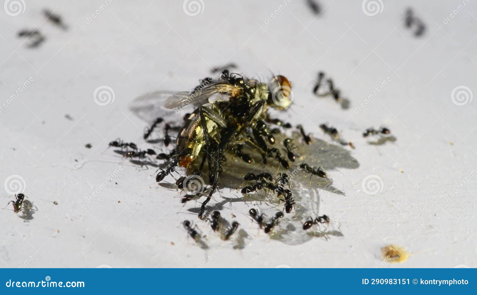 Group of Ants Eating a Dead Fly Stock Video Video of macro, meal 290983151