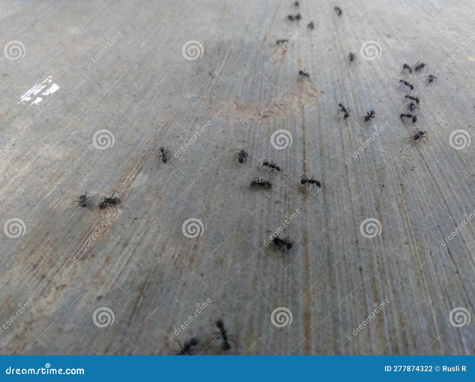 A Group of Ants Was Gathering on the Floor Stock Photo Image of brown, hardwood 277874322