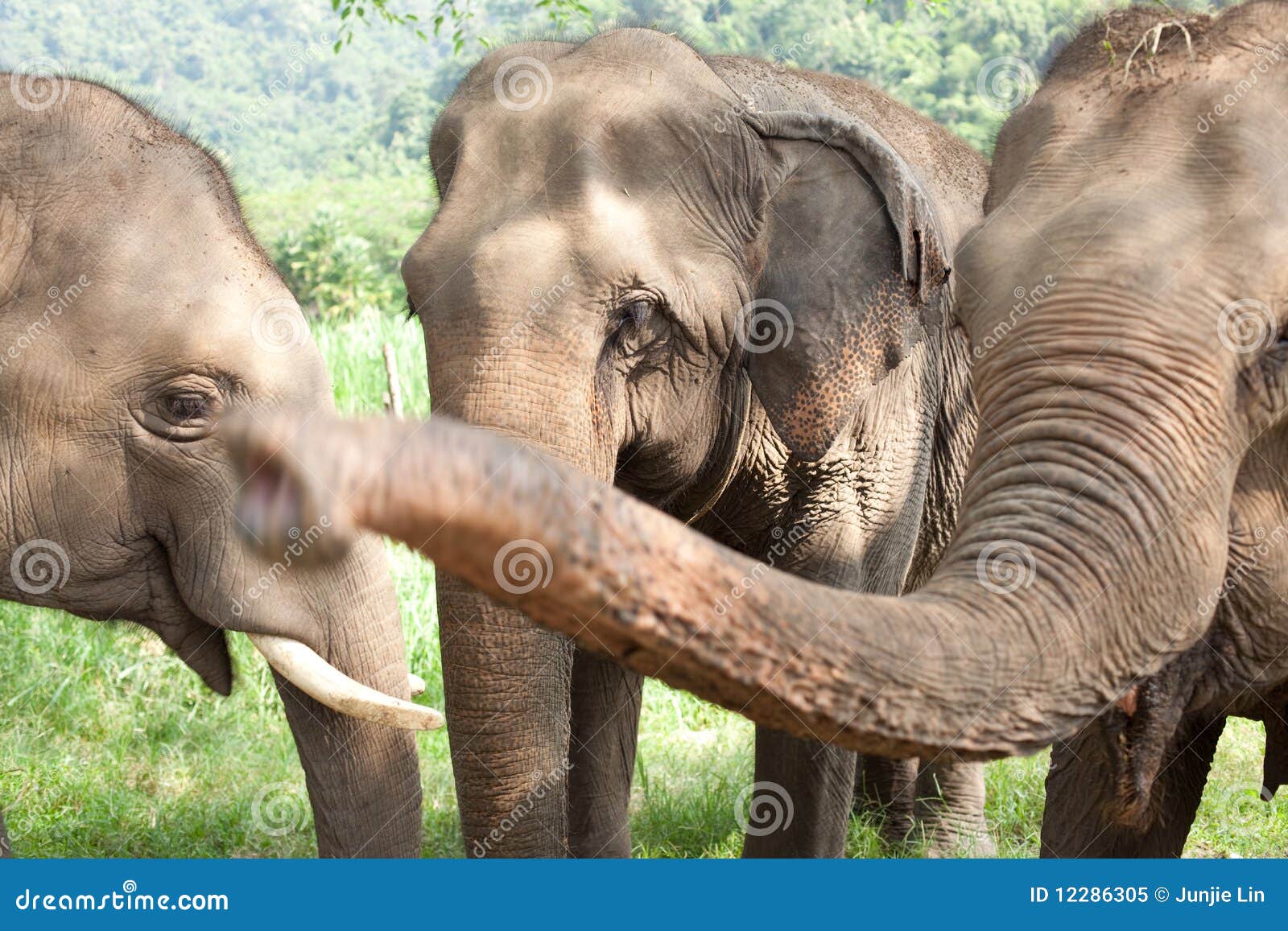 Group of Asian Elephants stock image. Image of grazing 12286305