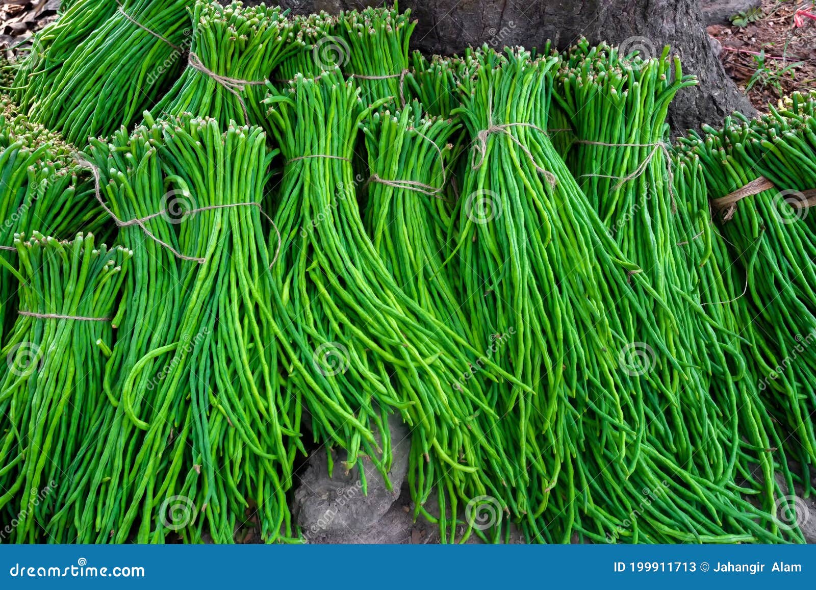 A Group of Asparagus Bean or Long Yard Bean Fresh Green Vegetable ...