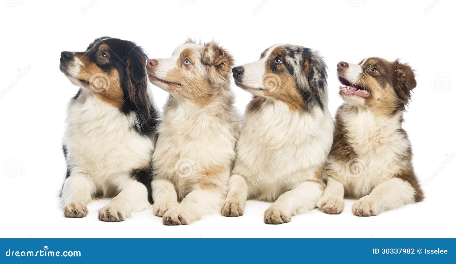 Group of Australian Shepherd Lying and Looking Up Stock Photo Image