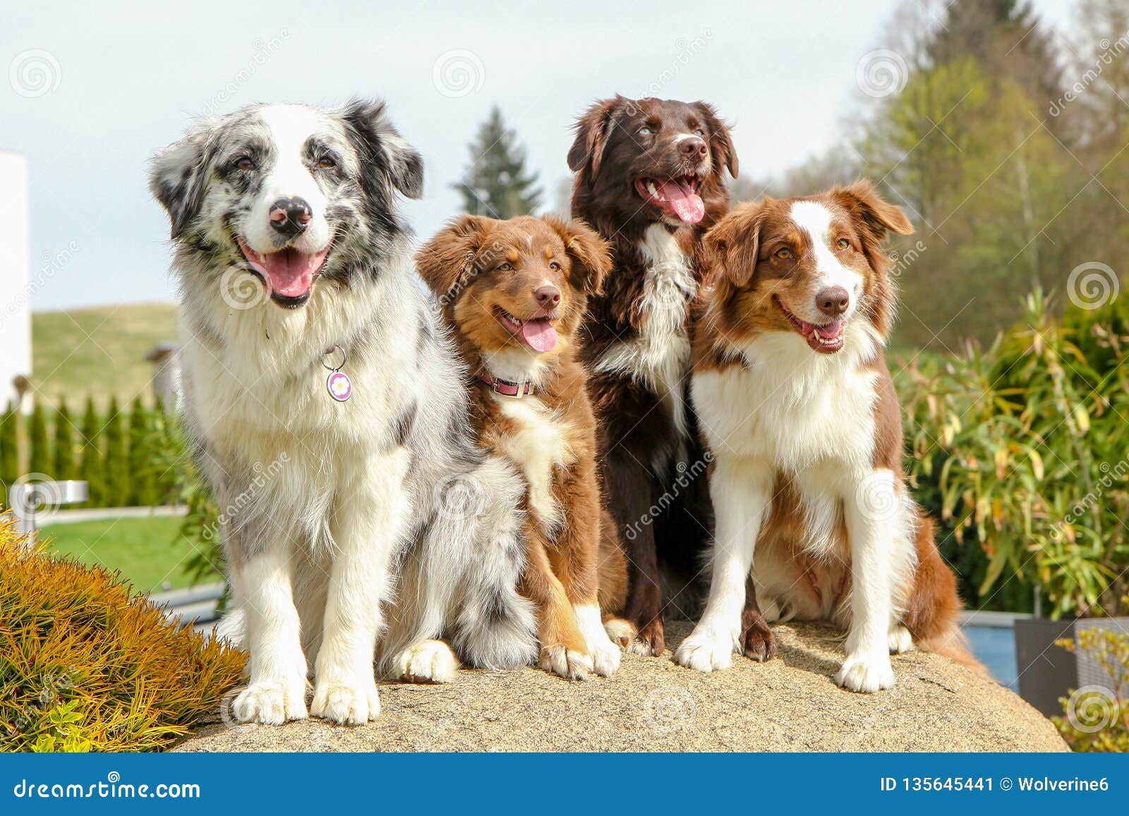the shepherd group the shepherd group