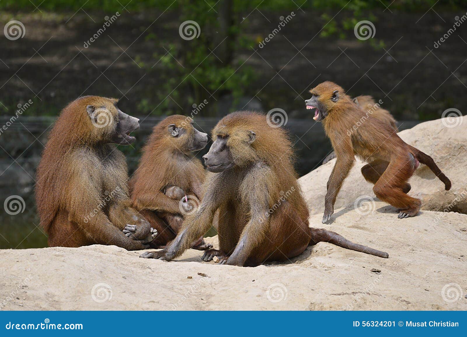 Group of baboons stock image. Image of action, papio ...