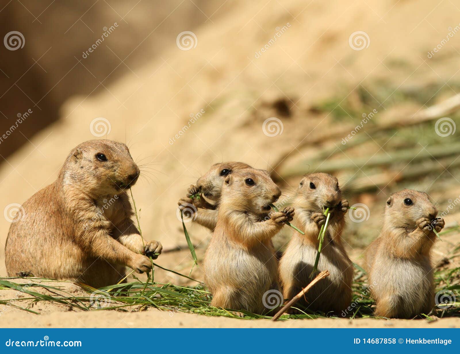 group of baby prairie dogs eating