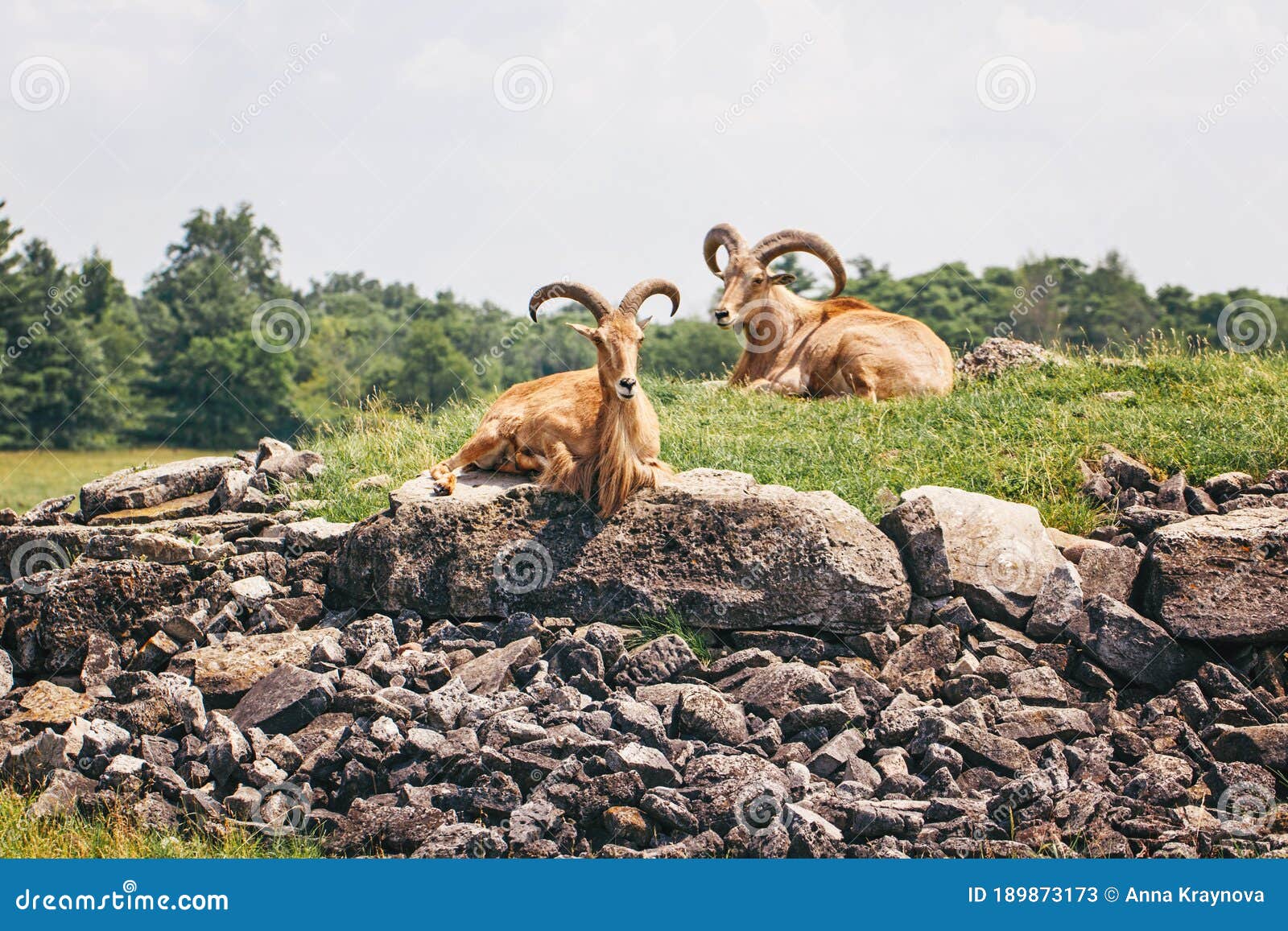 group of barbary sheep wild goats antelope lying resting on rocks during hot summer day. herd of wild texas aoudad goats with
