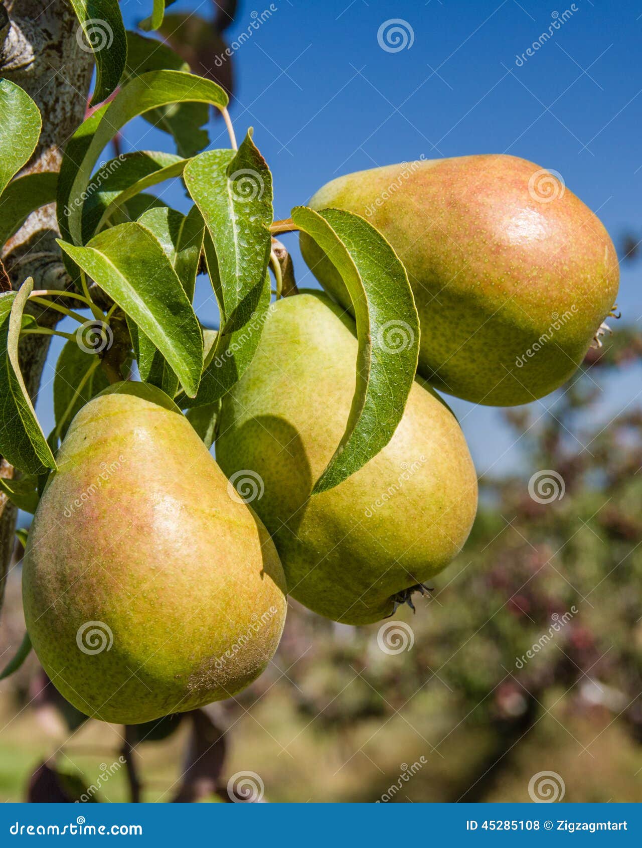 Group of Bartlett Pears in an Orchard Stock Photo Image of farming