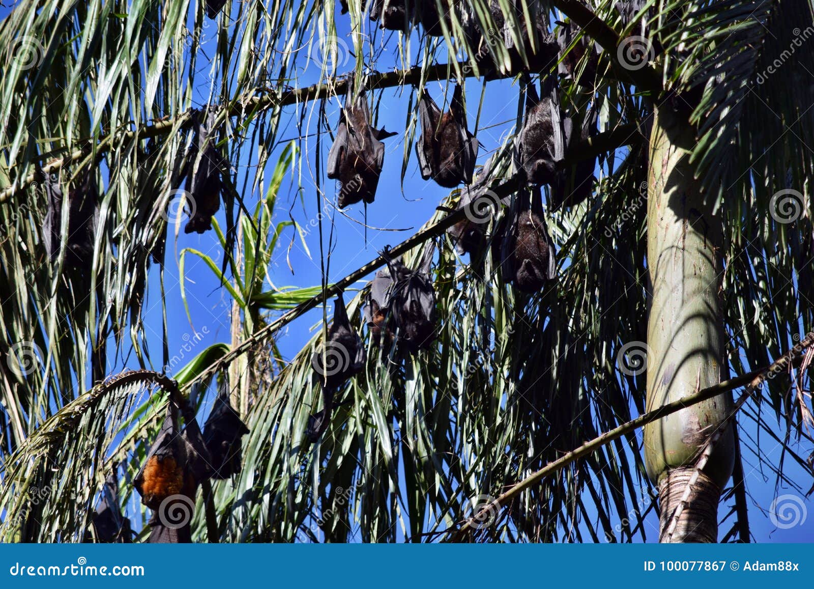 Group of Bat flying fox stock image. Image of fauna 100077867