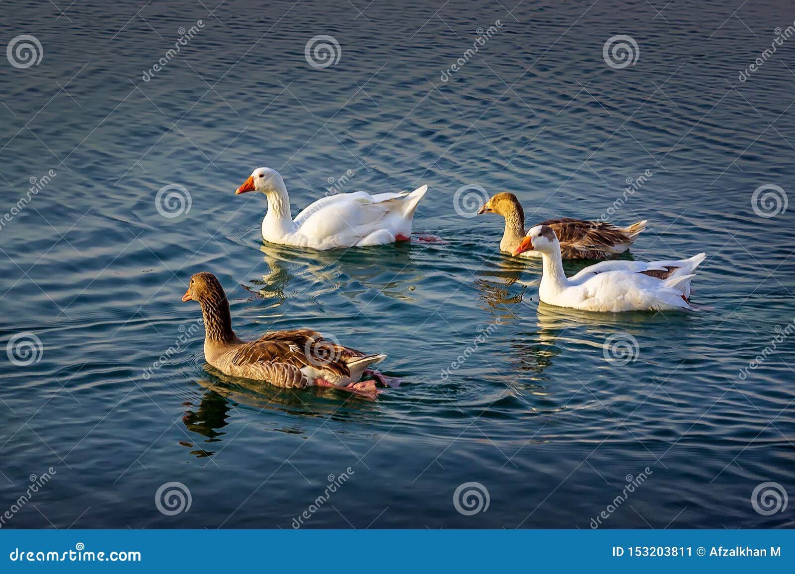 group of beautiful ducks at dammam modon lake