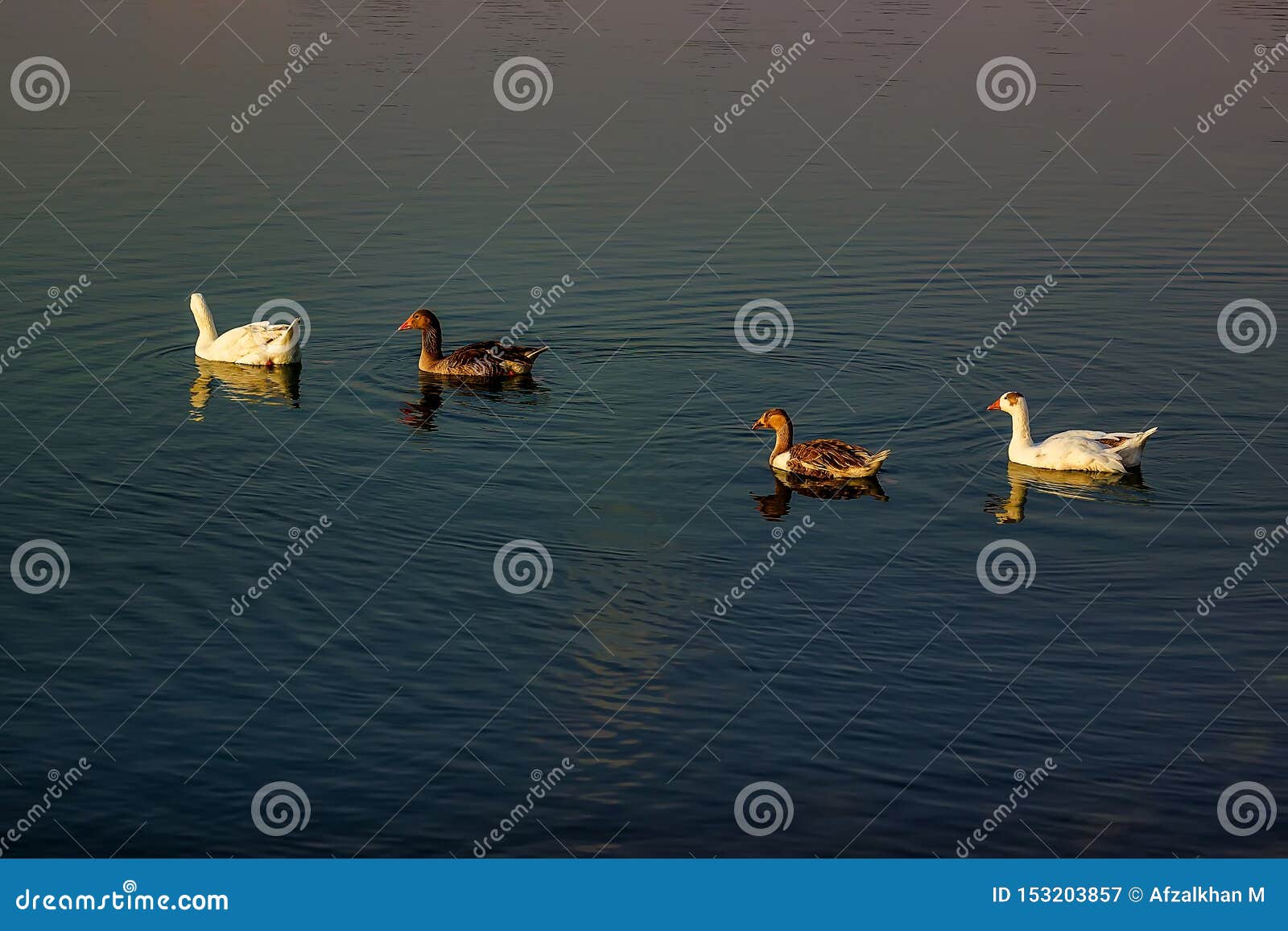 group of beautiful ducks at dammam modon lake