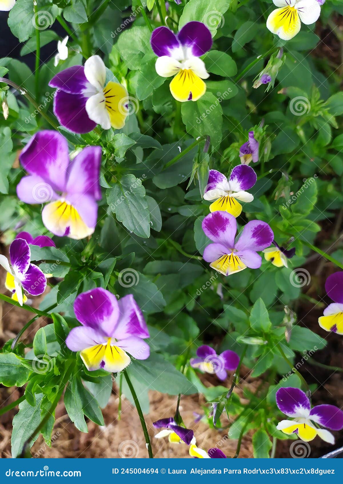 a group of beautiful purple, white and yellow pansy flowers. un grupo de hermosas flores violas moradas, blancas y amarillas