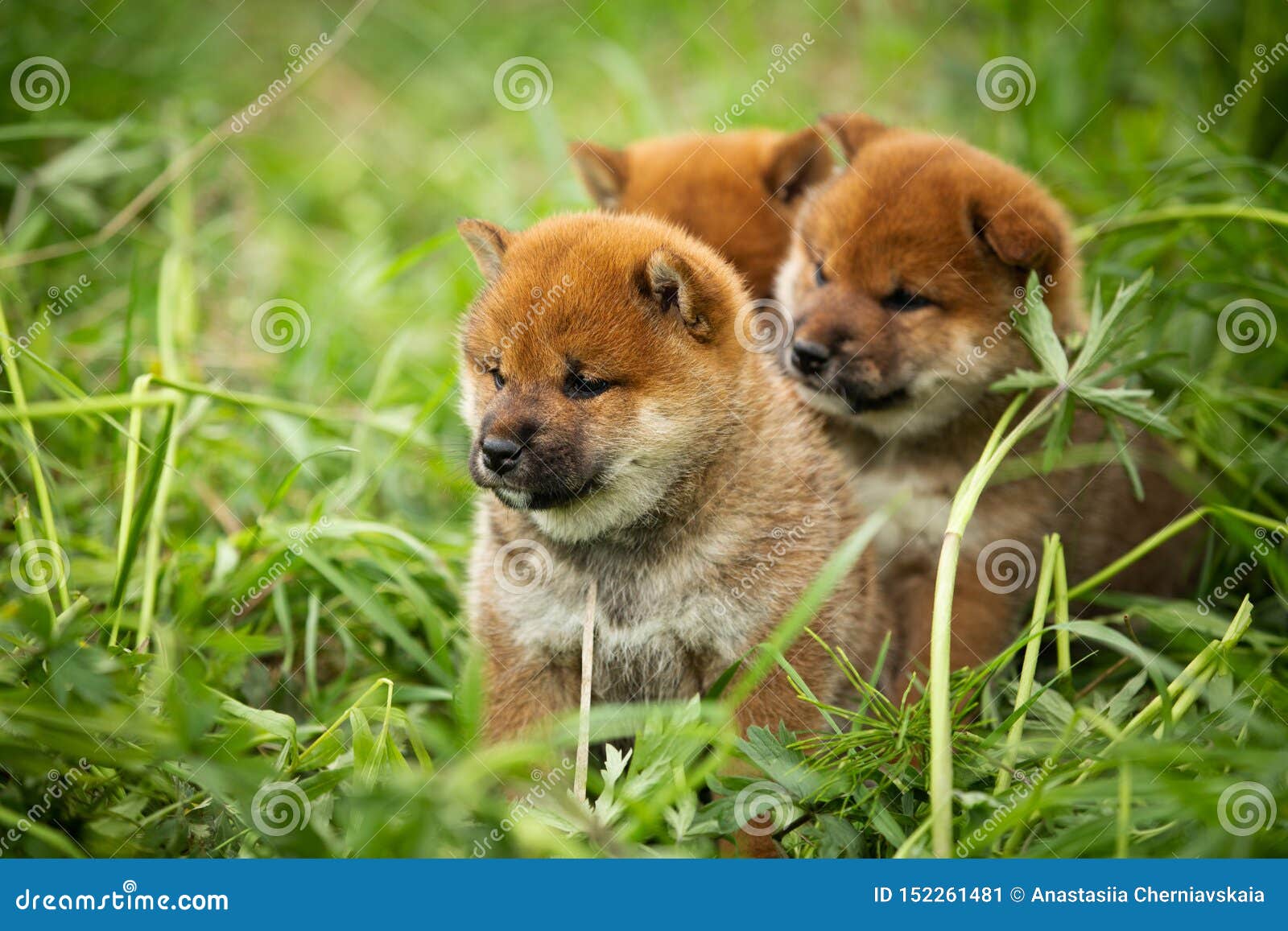 Group of Beautiful Red Shiba Inu Puppies Sitting in the Green Grass Stock Image brown, 152261481