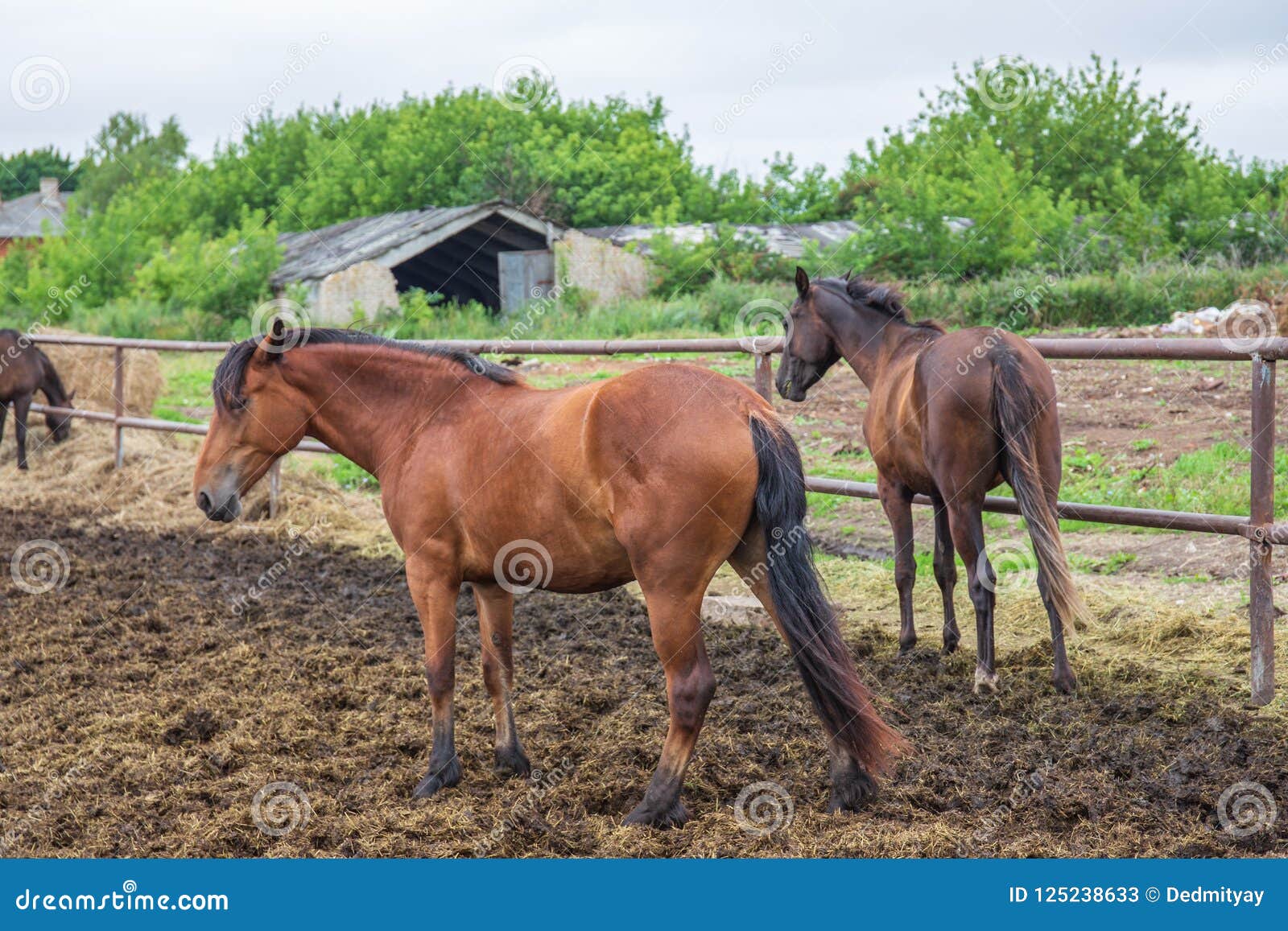 Group of Beautiful Young Horses on Pasture in Animal Farm or Ranch, Rural  Livestock or Farmland Stock Image - Image of fence, animals: 125238633