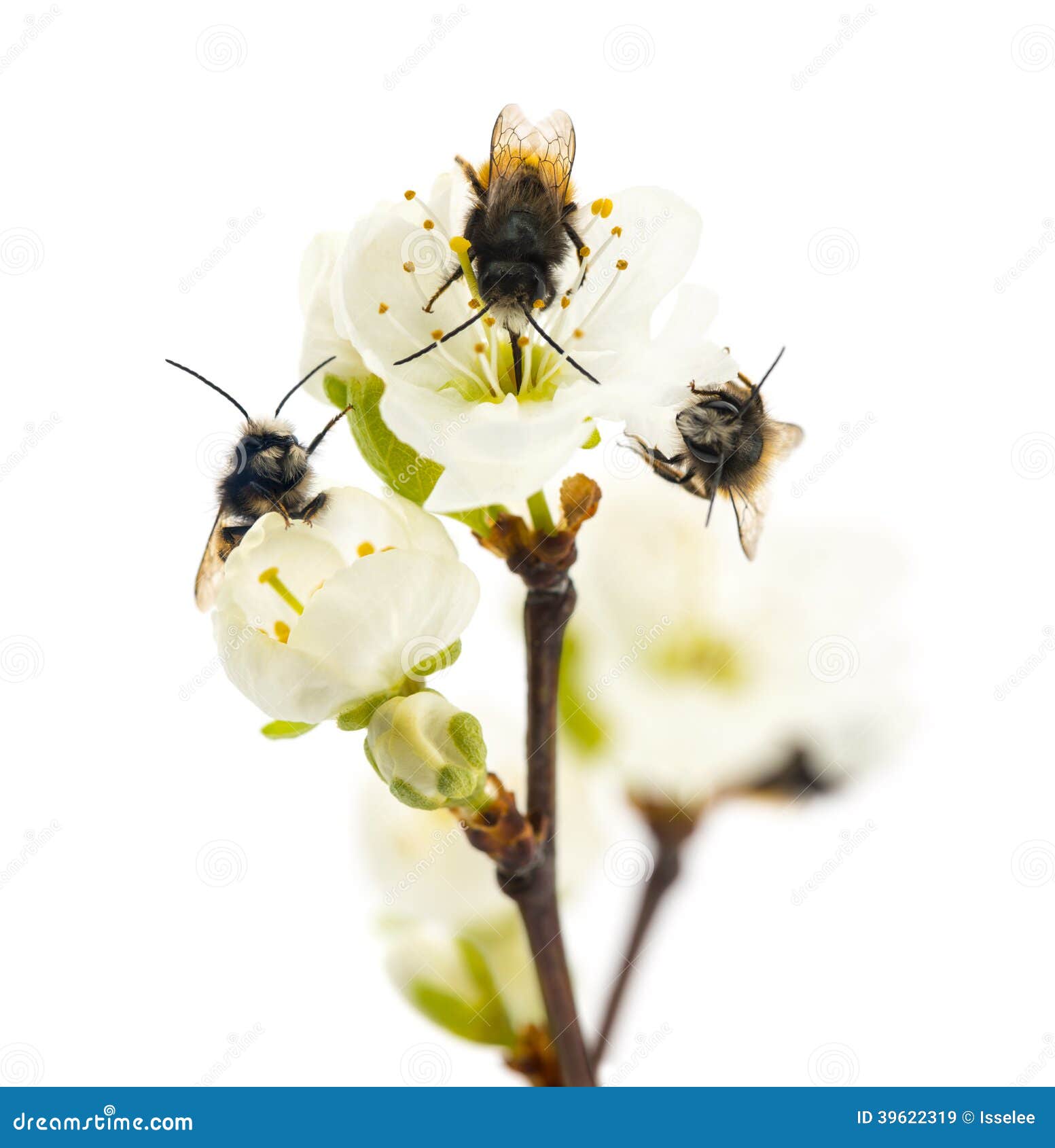 group of bees pollinating a flower - apis mellifera,  on