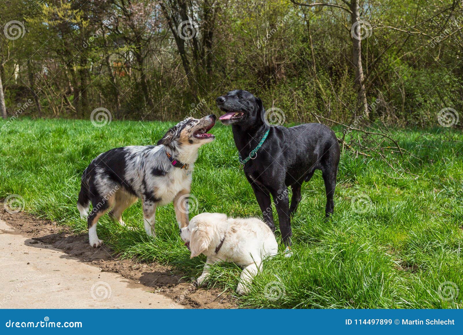 Group Behaviour of Dogs in a Pack Stock Image Image of school, pack
