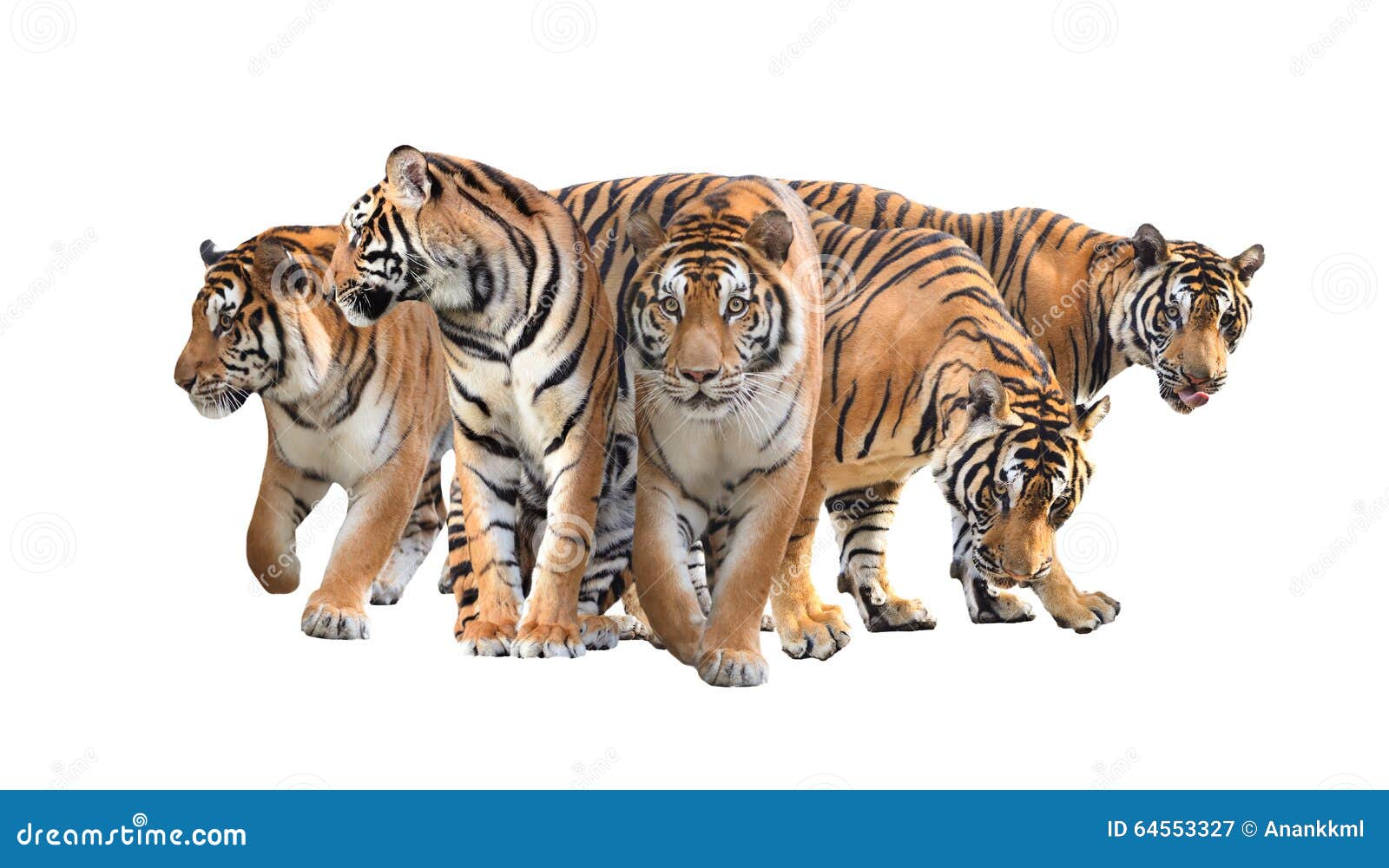 212,647 Tiger Isolated Images, Stock Photos, 3D objects, & Vectors