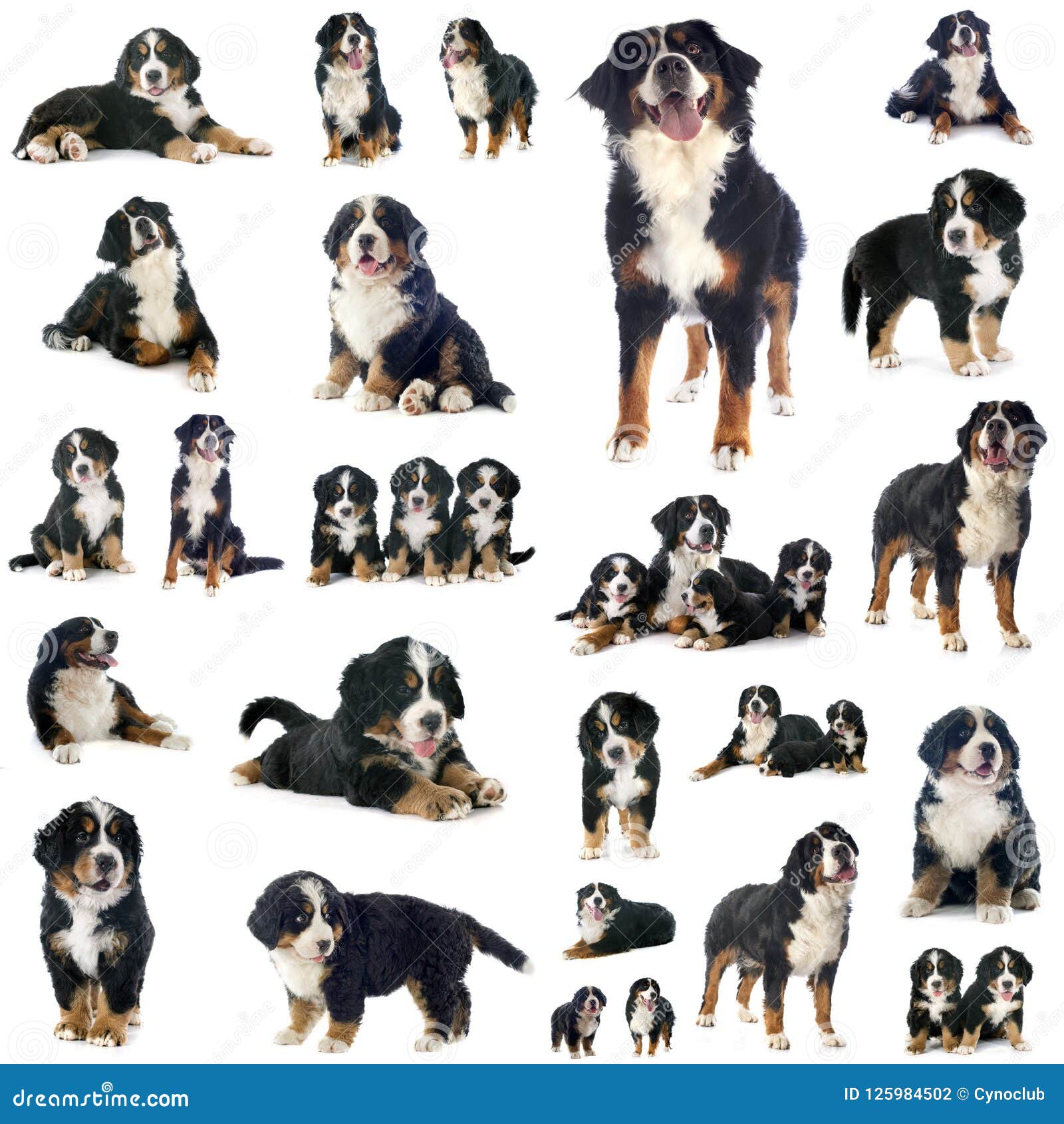 bernese mountain dog group