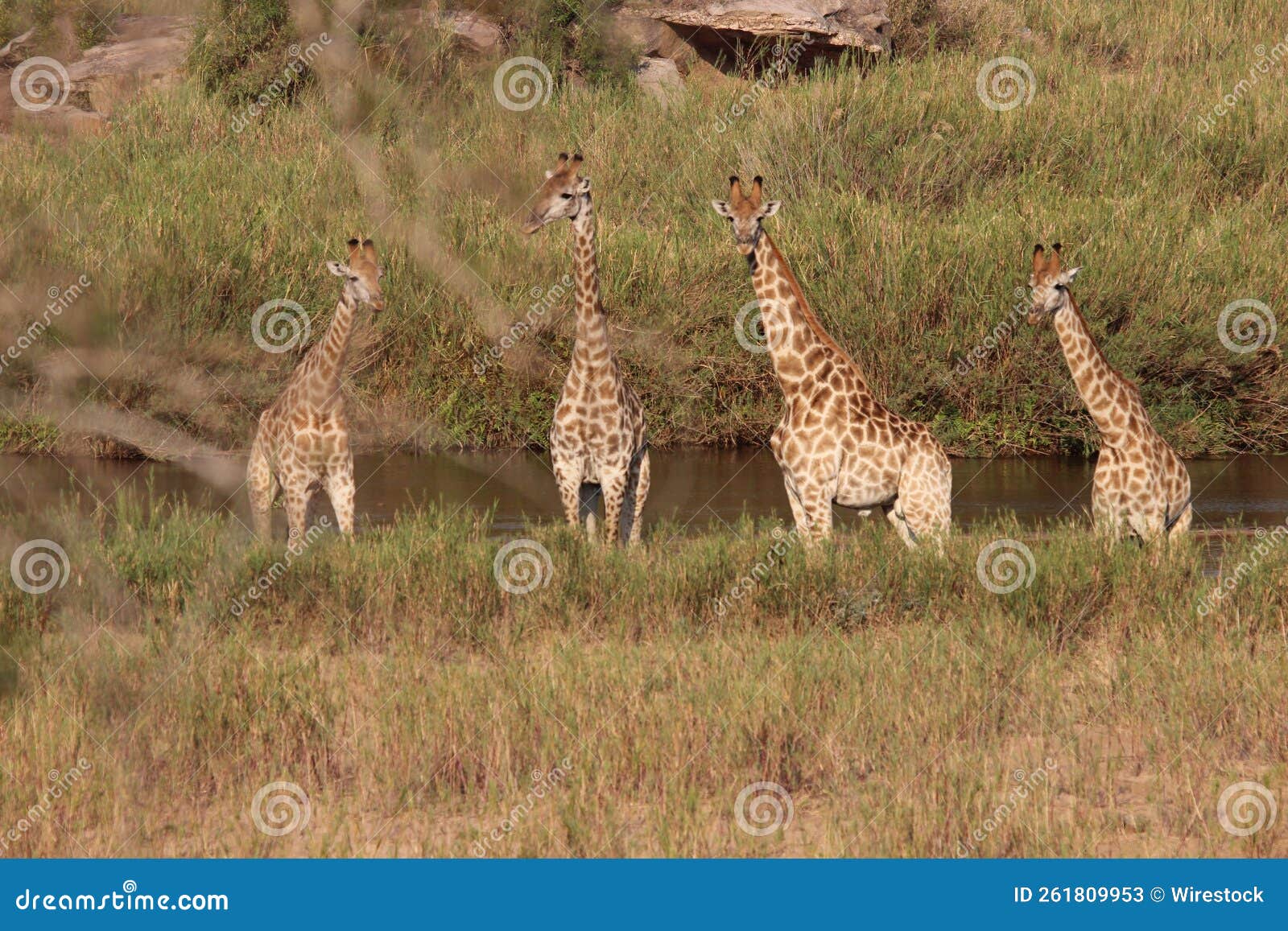 Group of Big Giraffes Standing in a Dry Field on a Sunny Day Stock