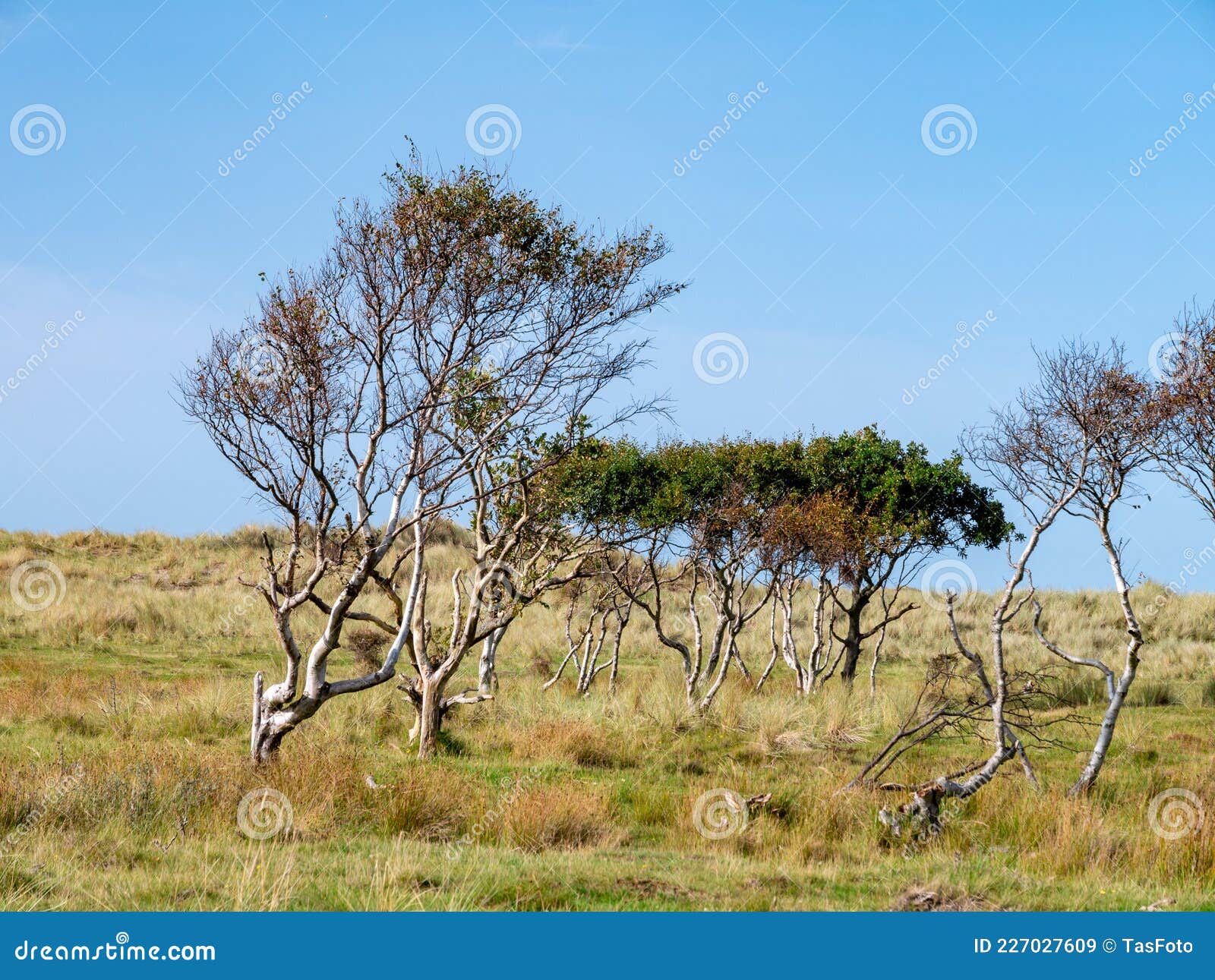 group of birch trees in dune landscape in nature reserve on west frisian island vlieland, netherlands