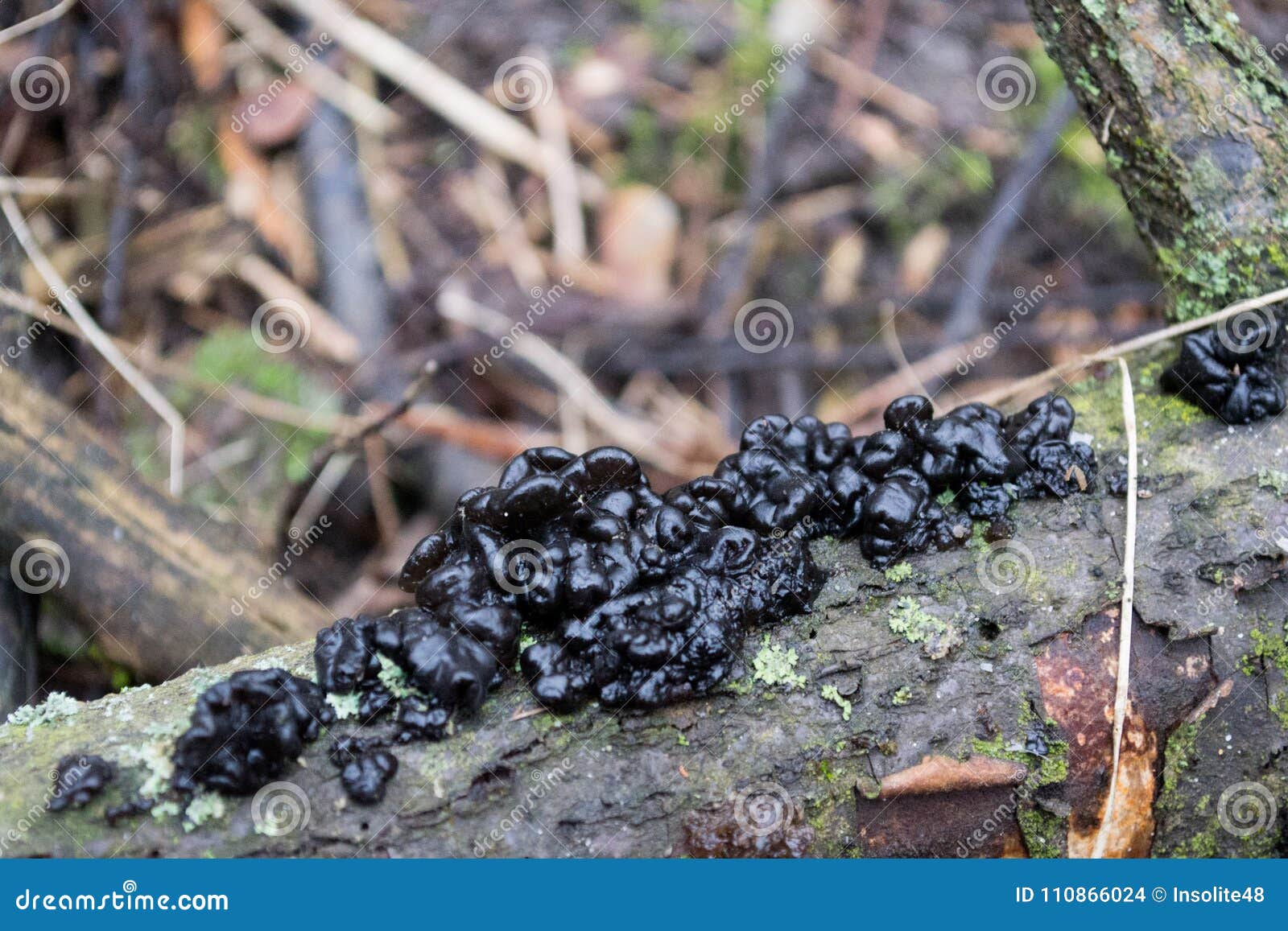 A Group of Black Mushrooms on a Tree Stock Photo Image of mushrooms