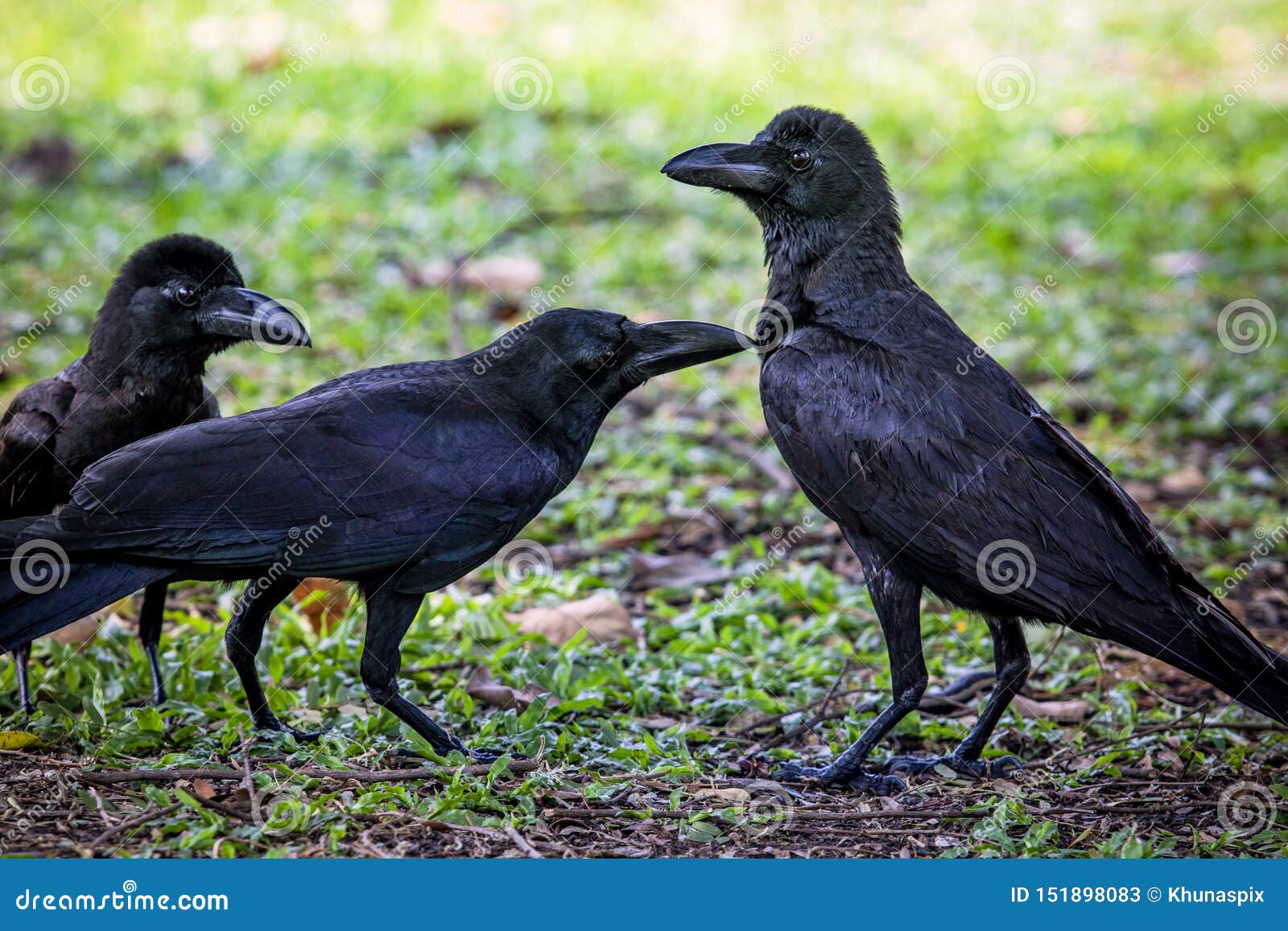 flock of crows flock of crows