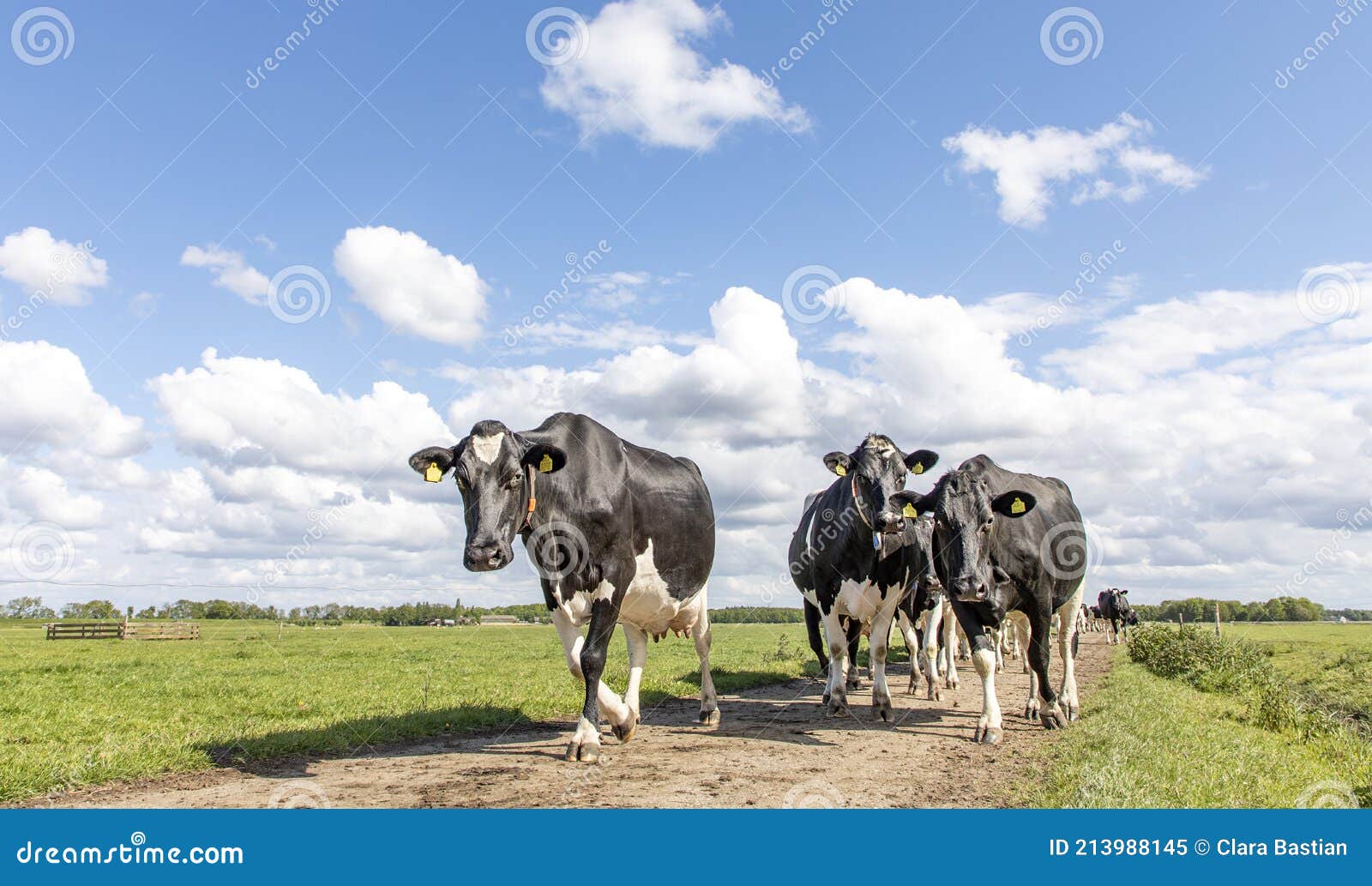Group of Black and White Cows Walking Towards the Front on a Path To Be ...