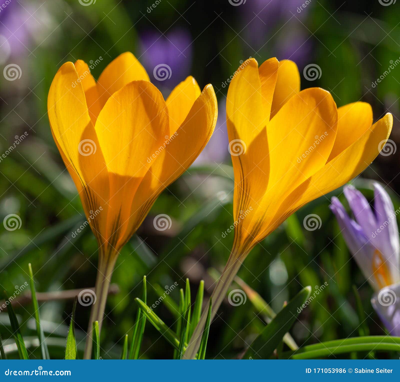 Blooming Yellow Crocus in Meadow Stock Photo Image of floral, crocus