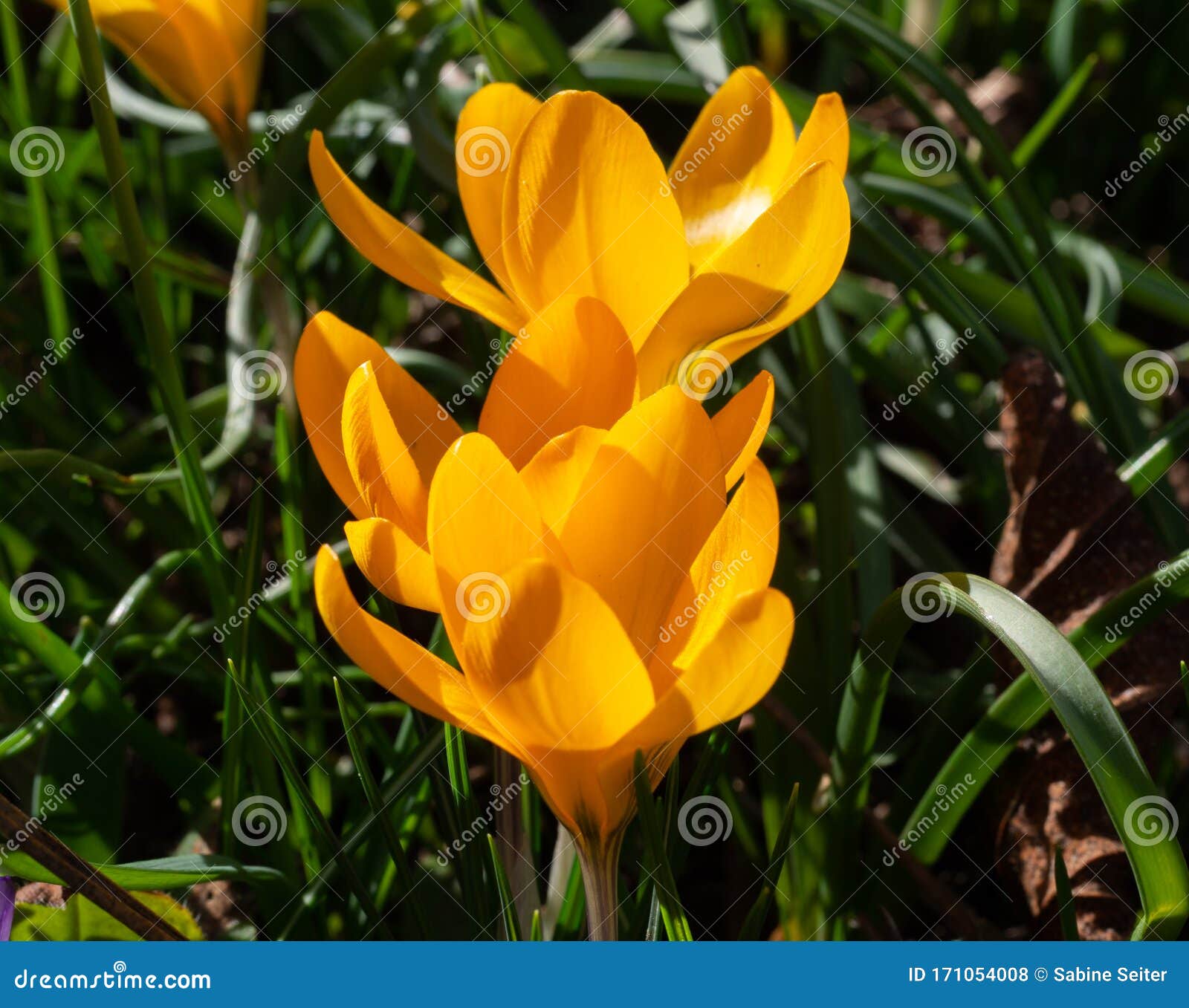 Blooming Yellow Crocus in Meadow Stock Photo Image of crocus, close