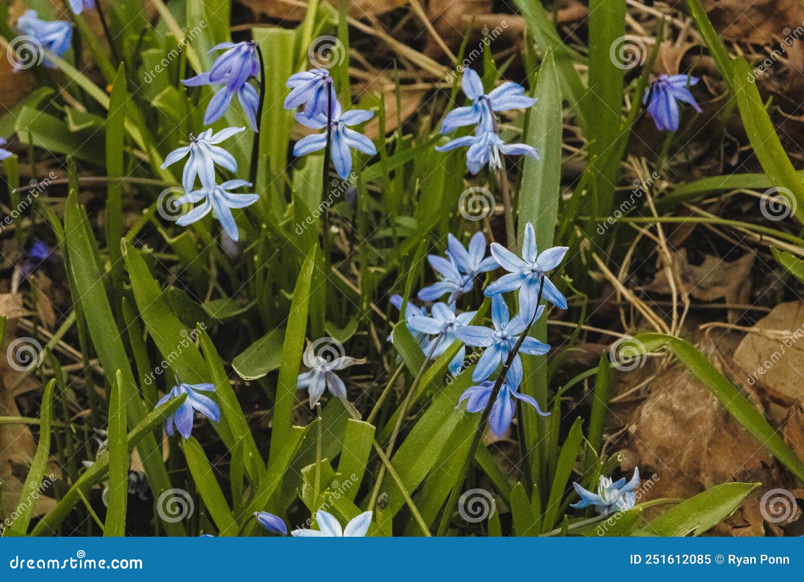 A Group of Blue Flowers in a Local Garden in Chardon, Ohio Stock Image