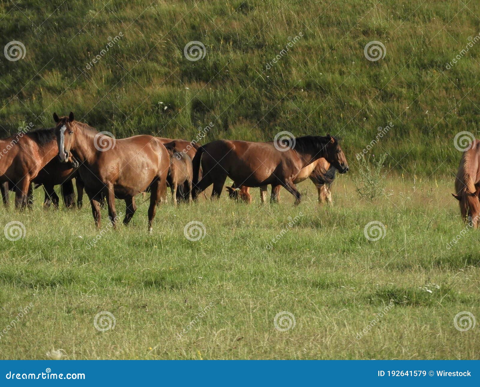 Group of Brown Horses Feeding on Grass and Running in a Field Stock ...