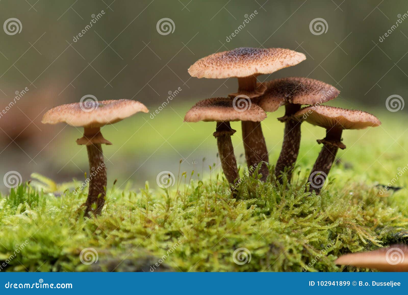 Group of brown mushrooms stock image. Image of nature 102941899