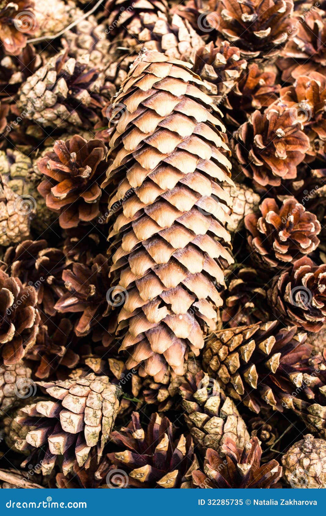 Group Of Brown Pine Cones For Backgrounds Or Textures. Close Up Stock
