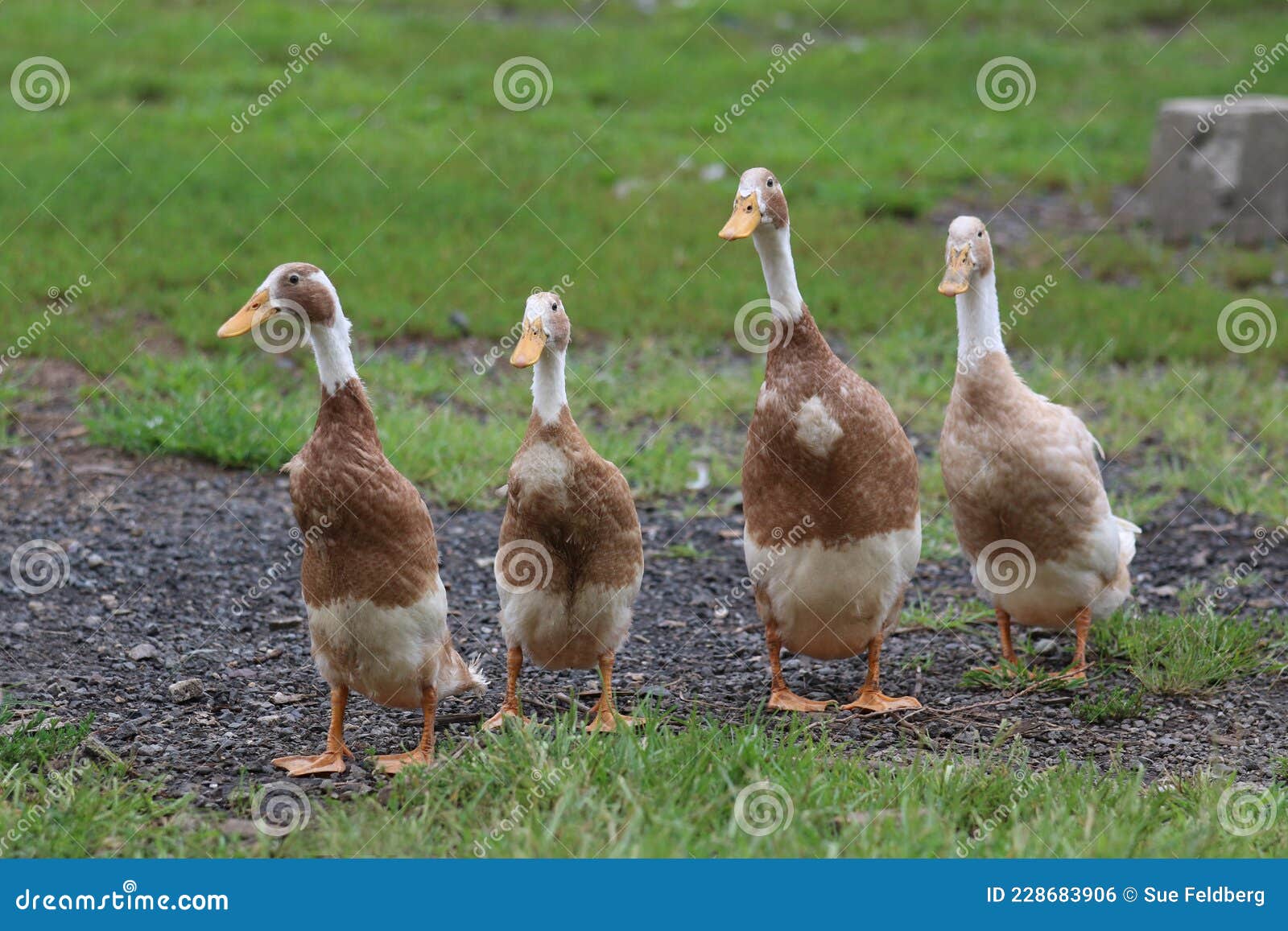 indian runner ducks standing in a farmyard