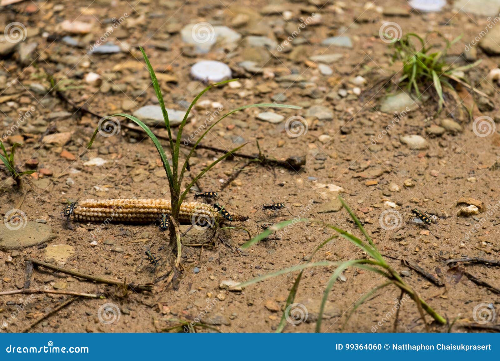 Group of Bugs are Working Together To Bring the Corn Cob Back Stock