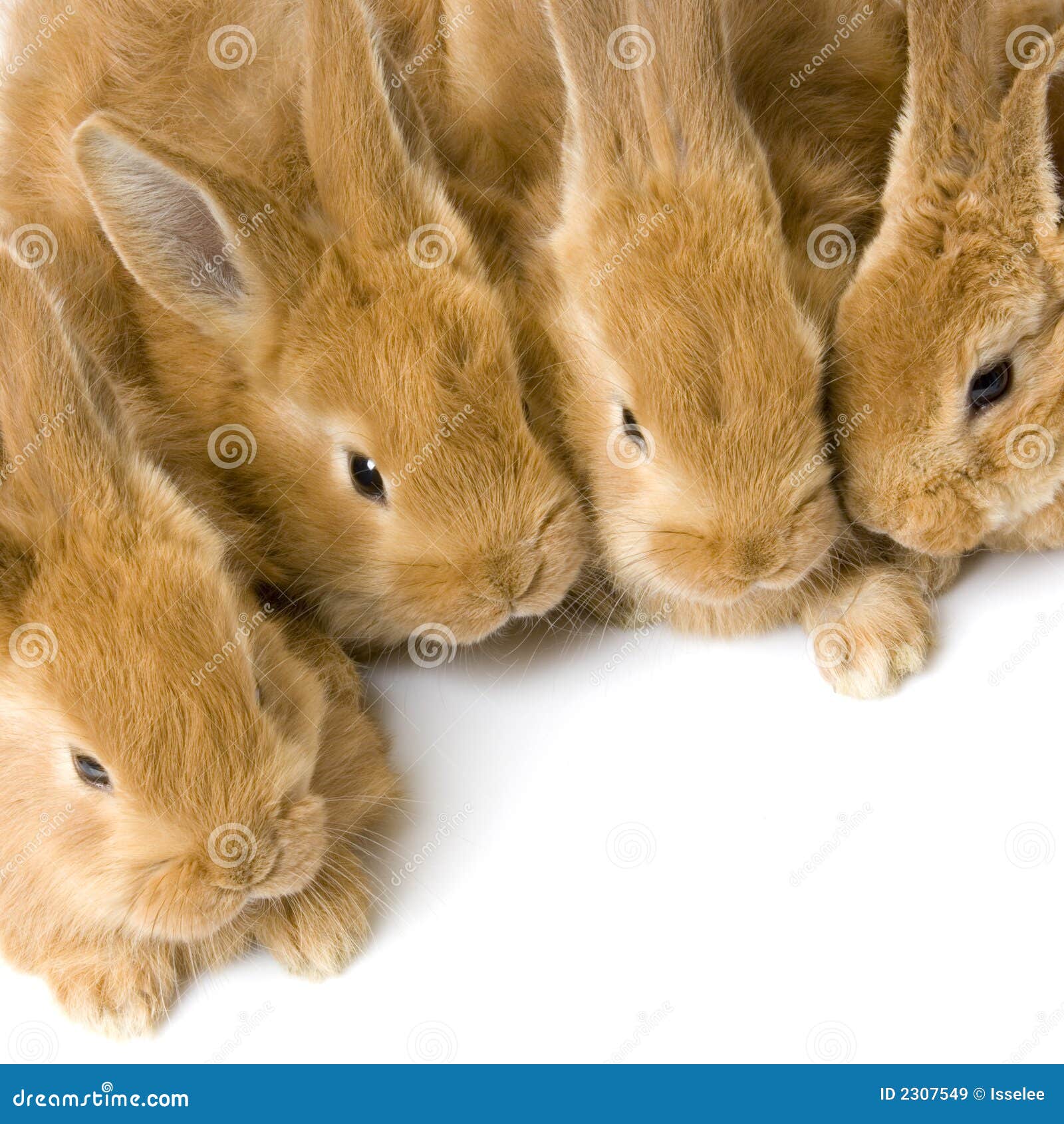Group Of Bunnies Stock Image 2307409