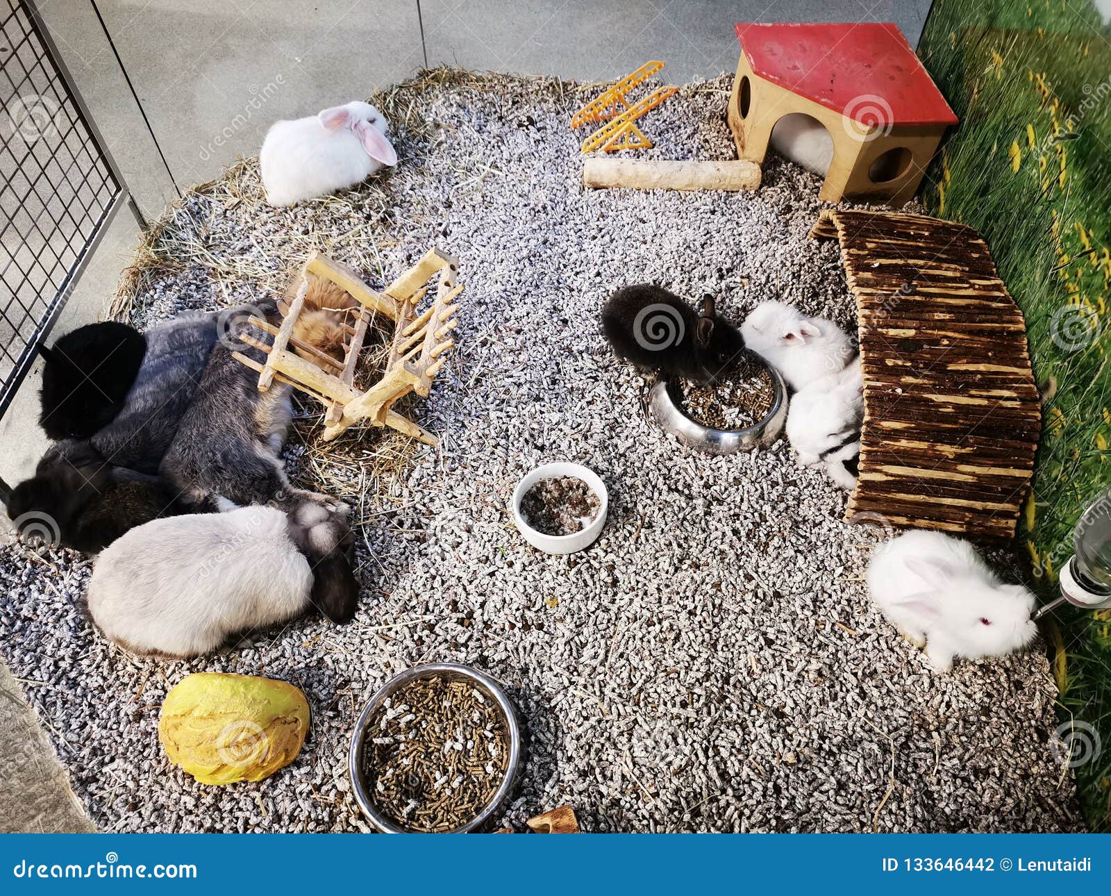 Group Of Bunnies Stock Image 2307409