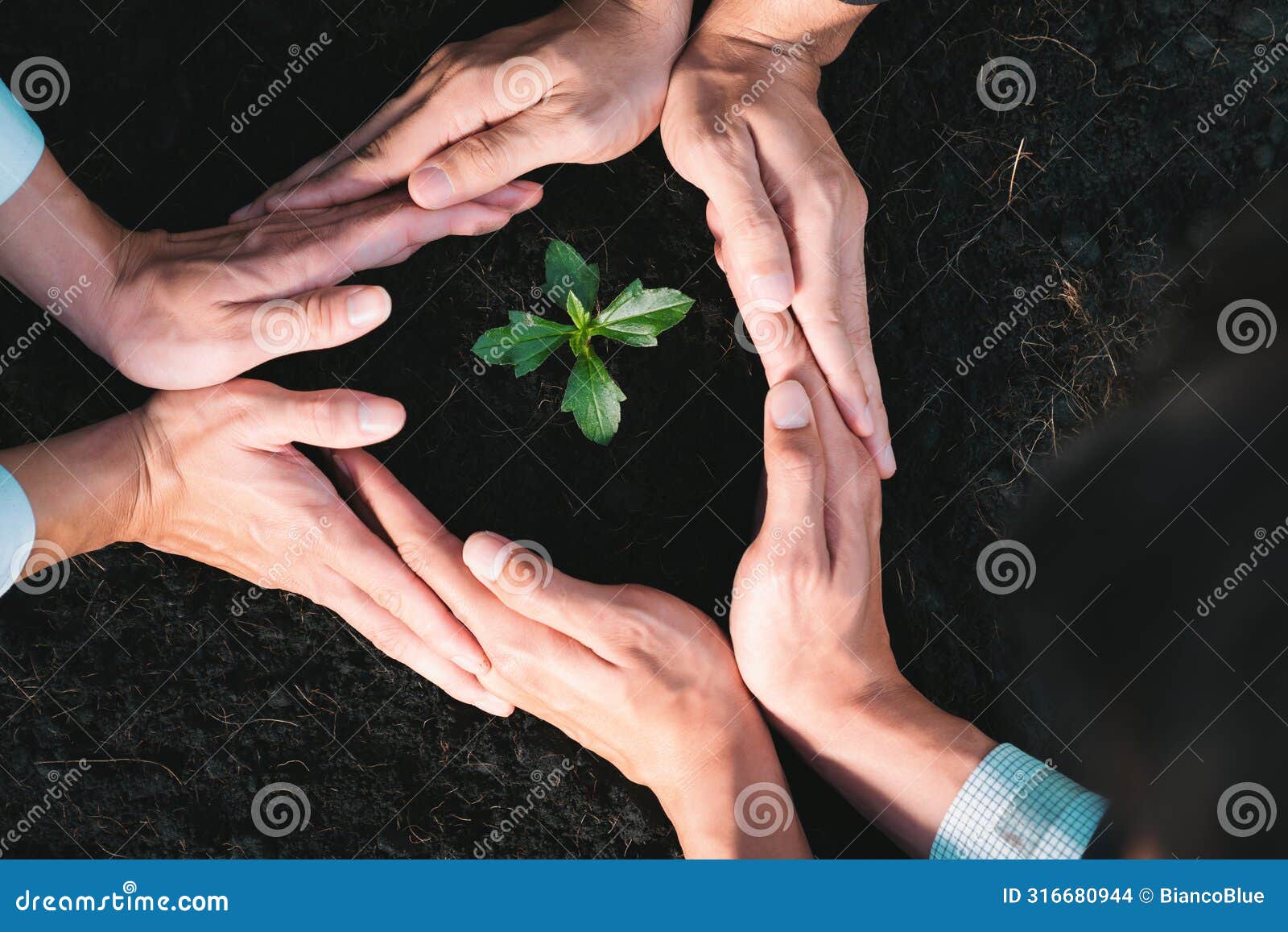 group of businesspeople hand grow and nurture plant together. gyre