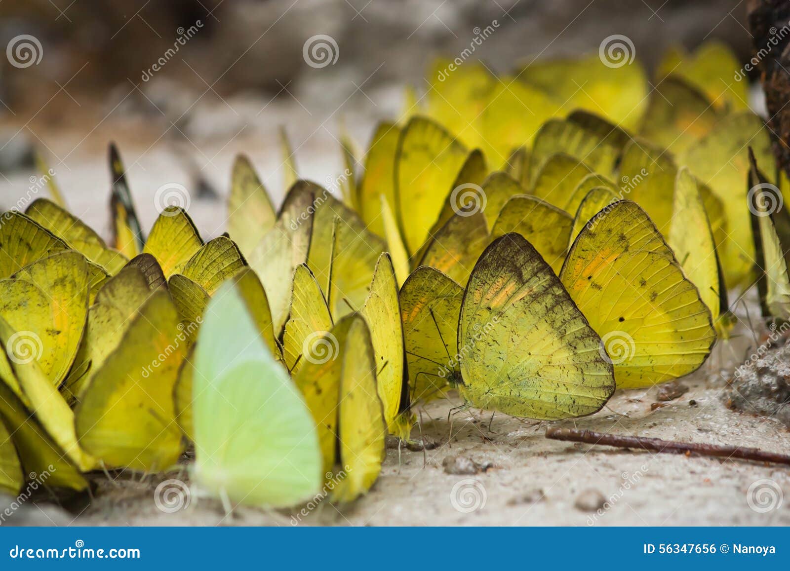 Butterflies Group 118